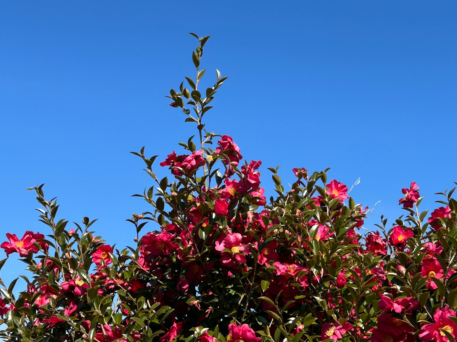 Lebendige rosa Blumen blühen vor einem klaren blauen Himmel