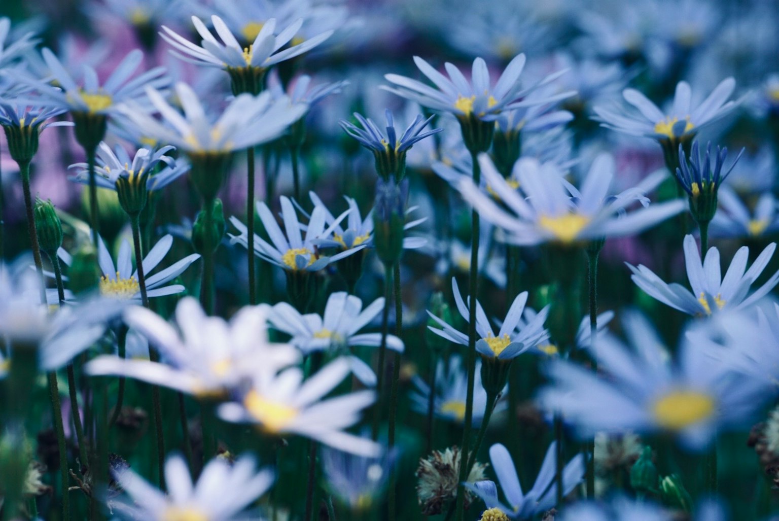 A field of white daisies with blue petals in soft focus