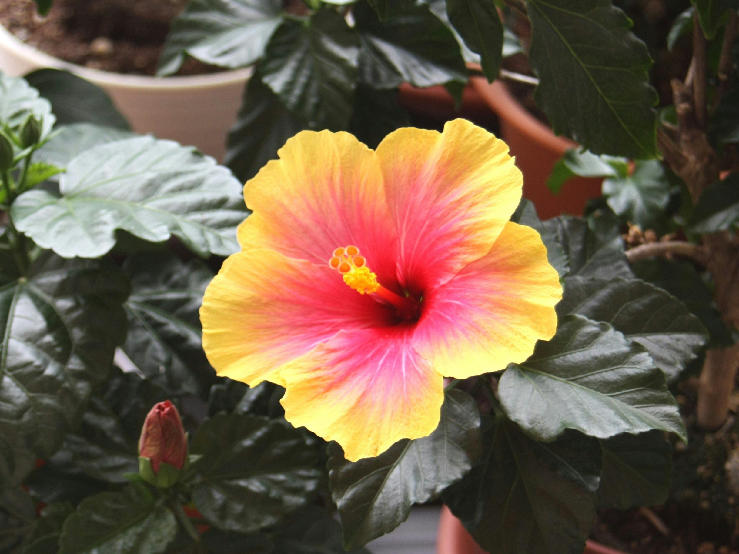 ハイビスカスの花と濃い葉の寄せ植え