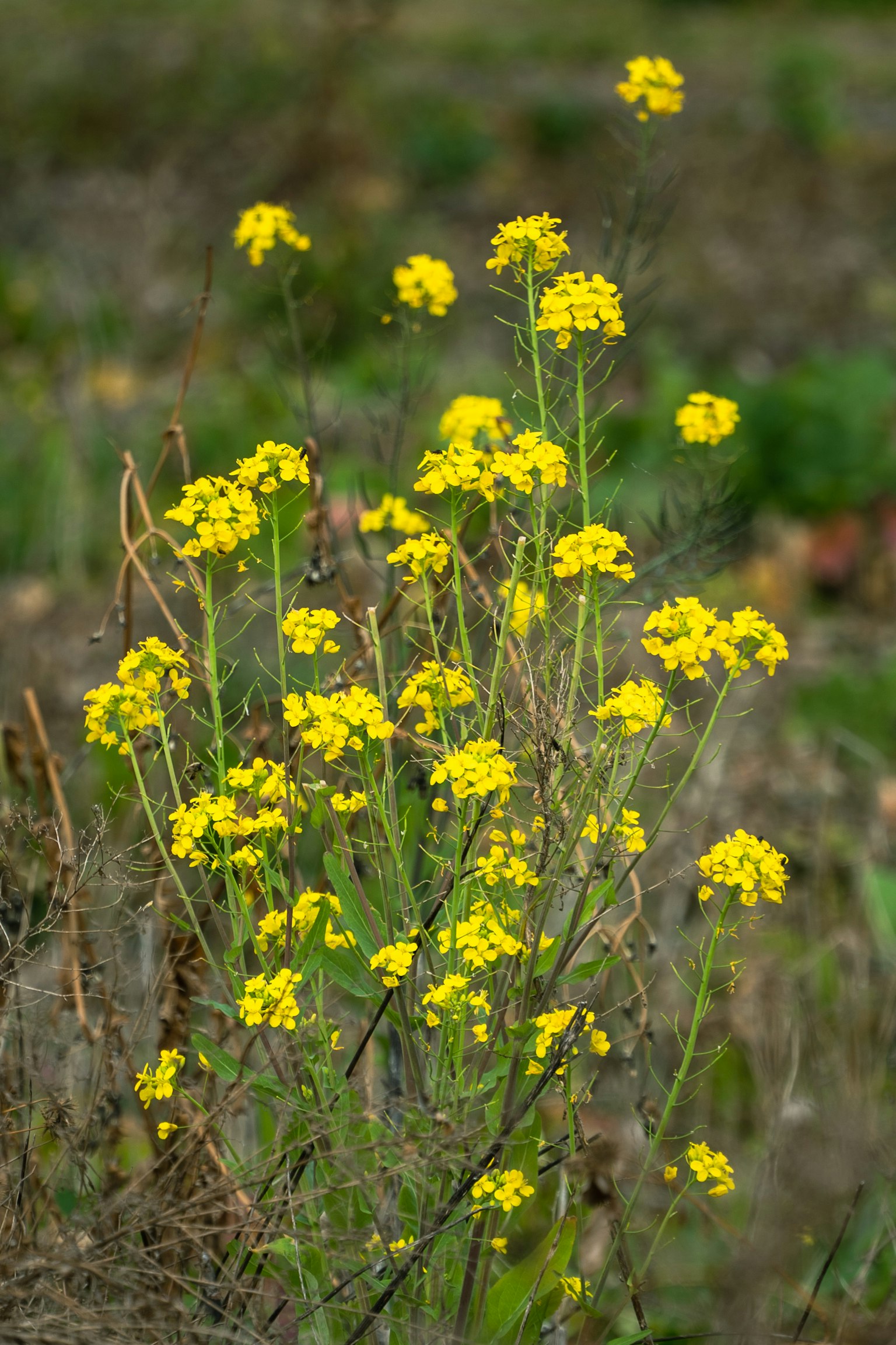 Raggruppamento di piante fiorite gialle in un ambiente naturale