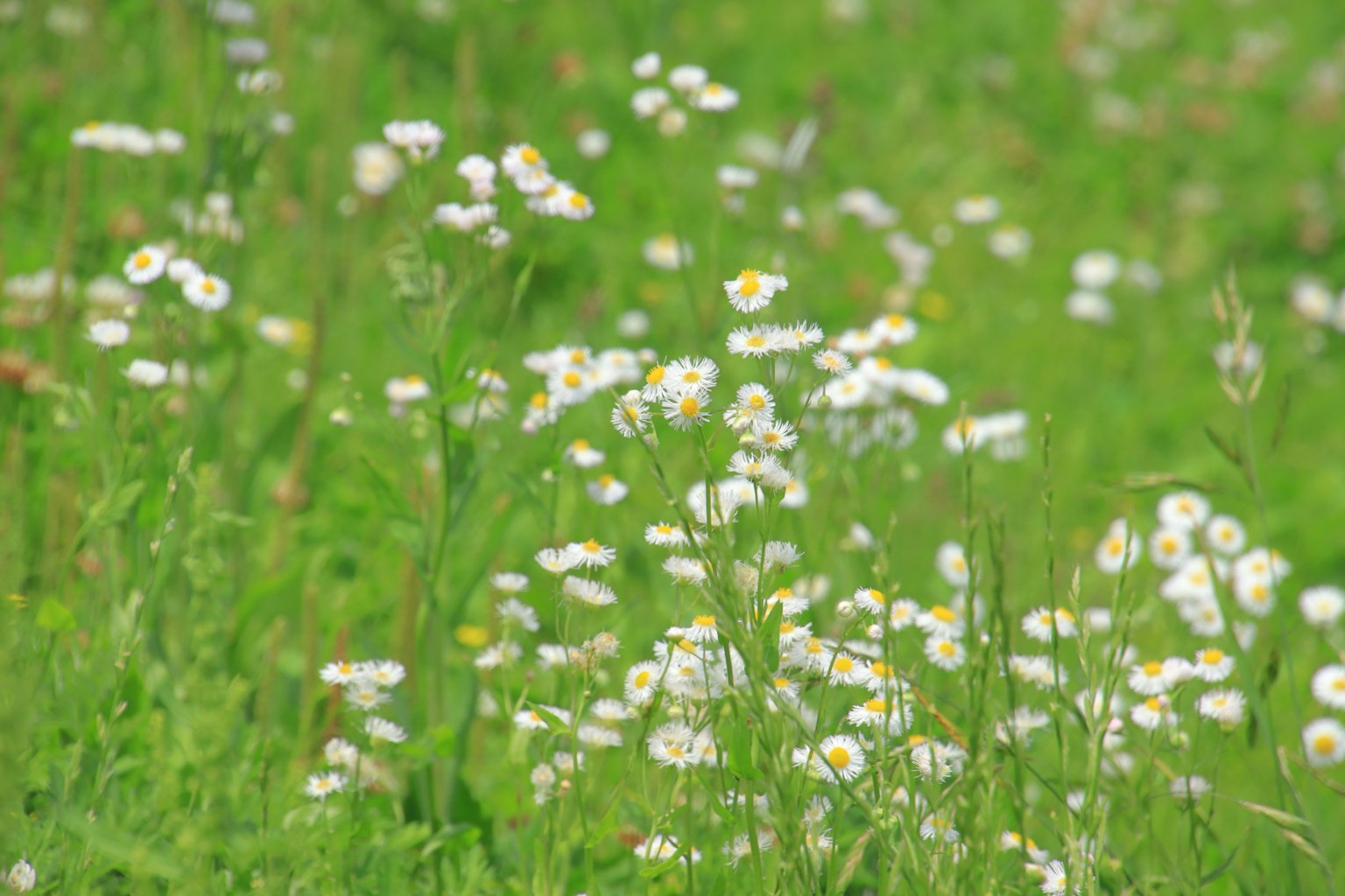 Una vista escénica de un prado verde con flores blancas