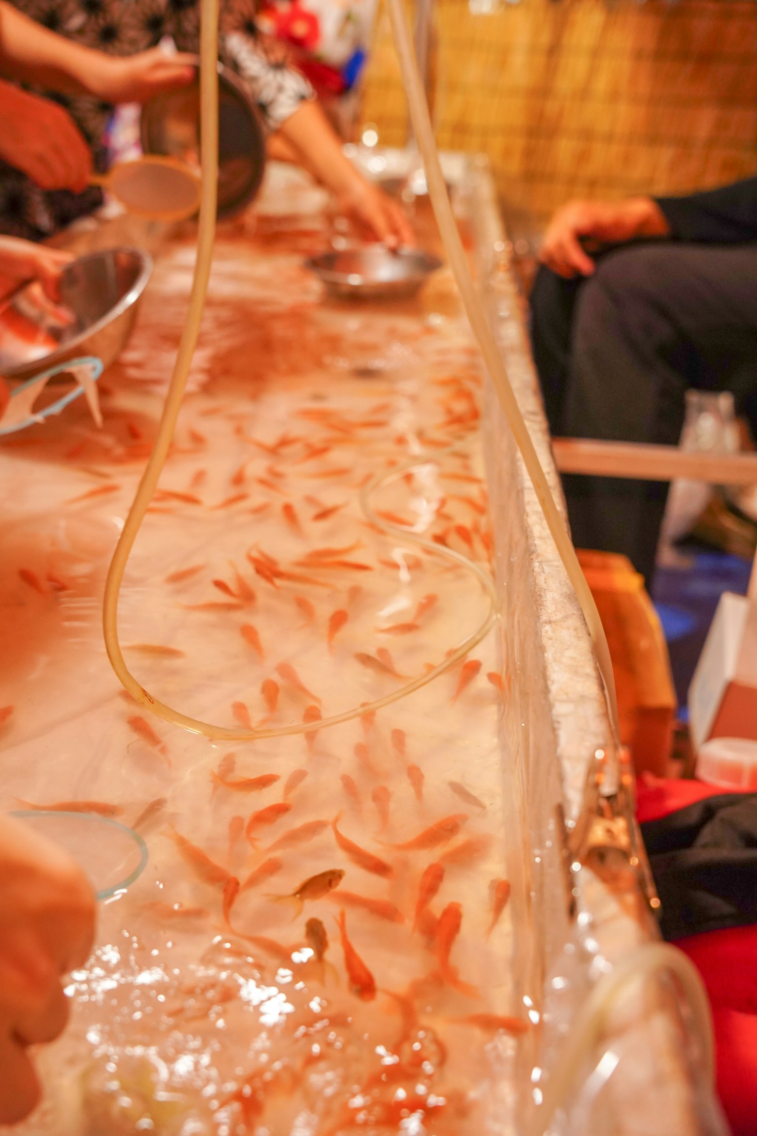 Un acquario pieno di pesci rossi e mani di persone che si allungano