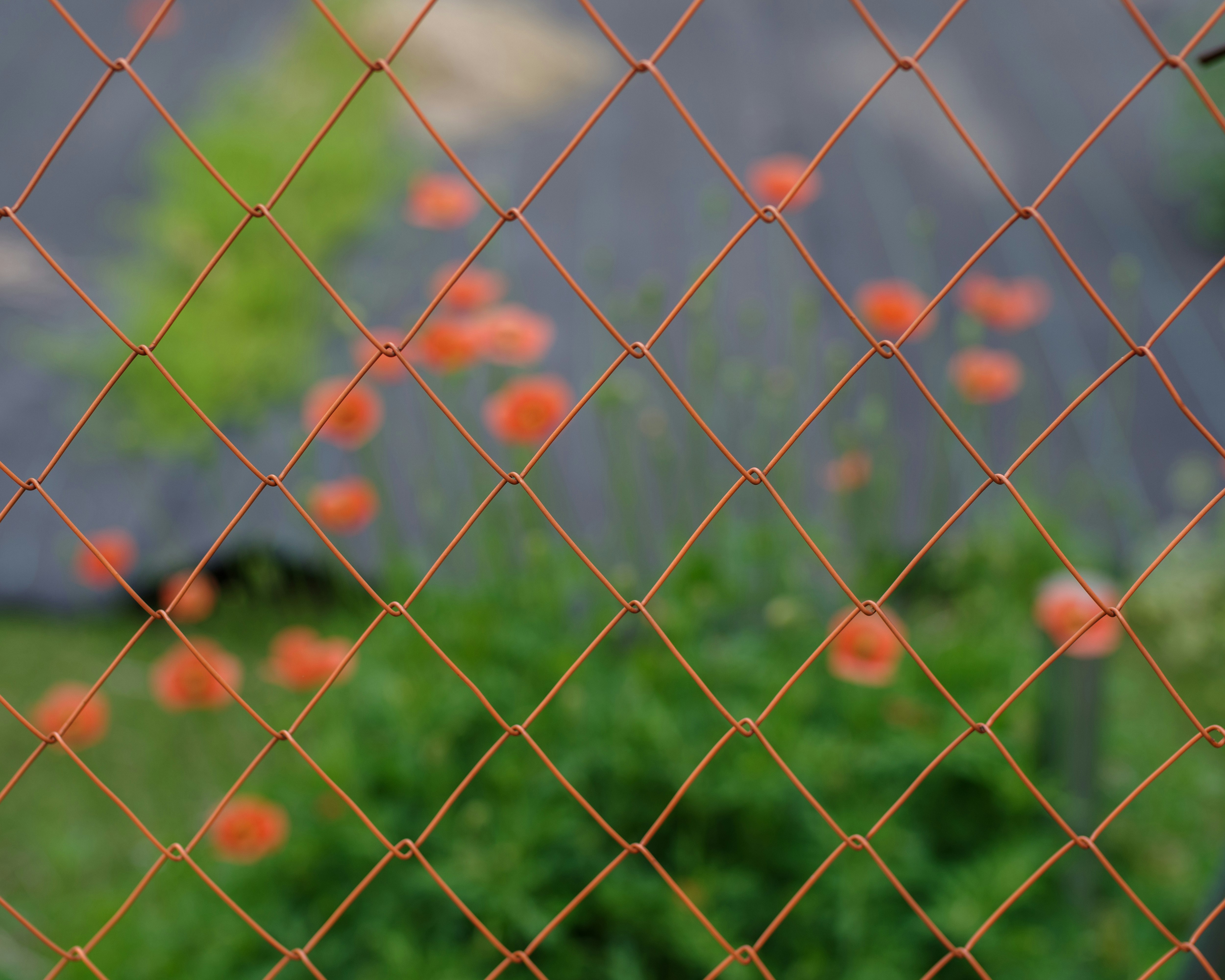 フェンス越しの花と緑のボケ背景