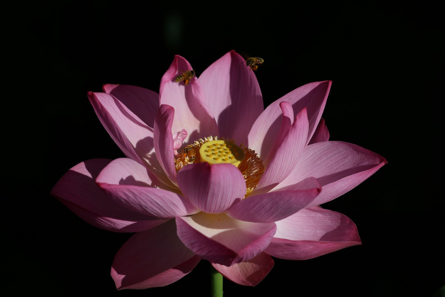 A beautiful pink lotus flower stands out against a dark background