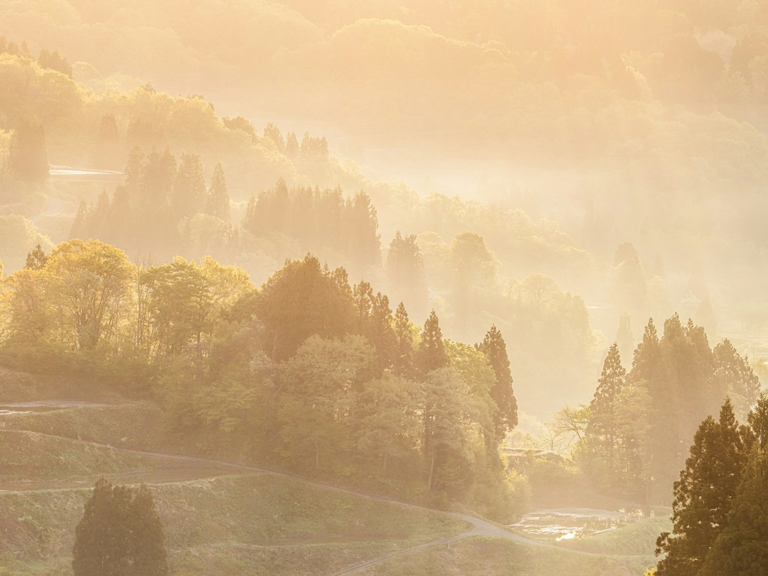 Un paesaggio nebbioso di montagne e alberi all'alba