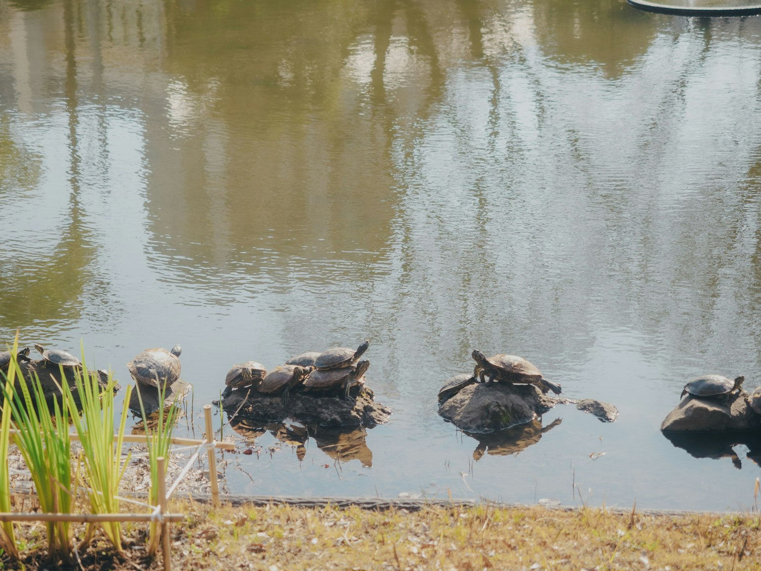 Schildkröten, die sich auf Felsen am Wasser sonnen