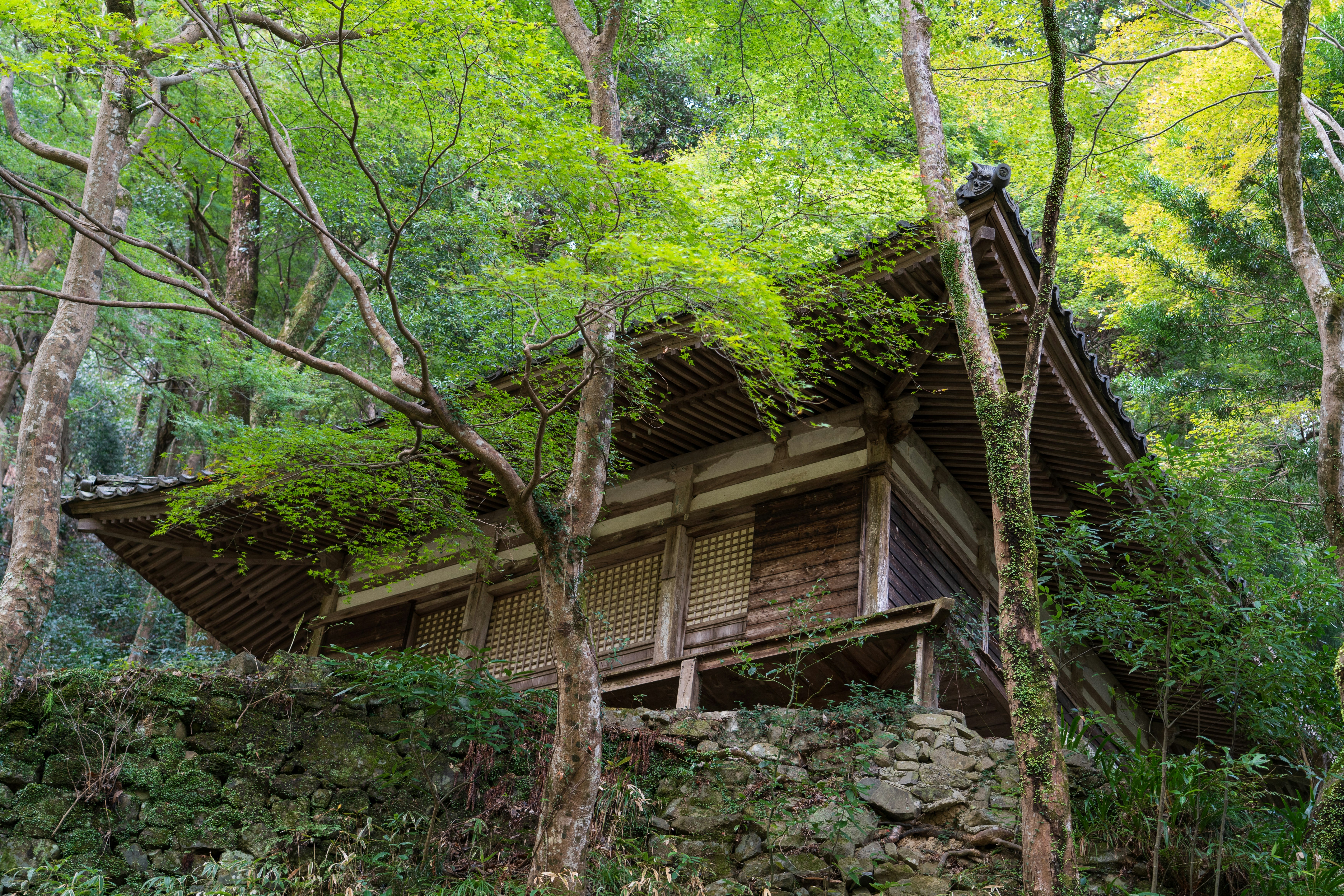 緑に囲まれた古い日本家屋のような建物