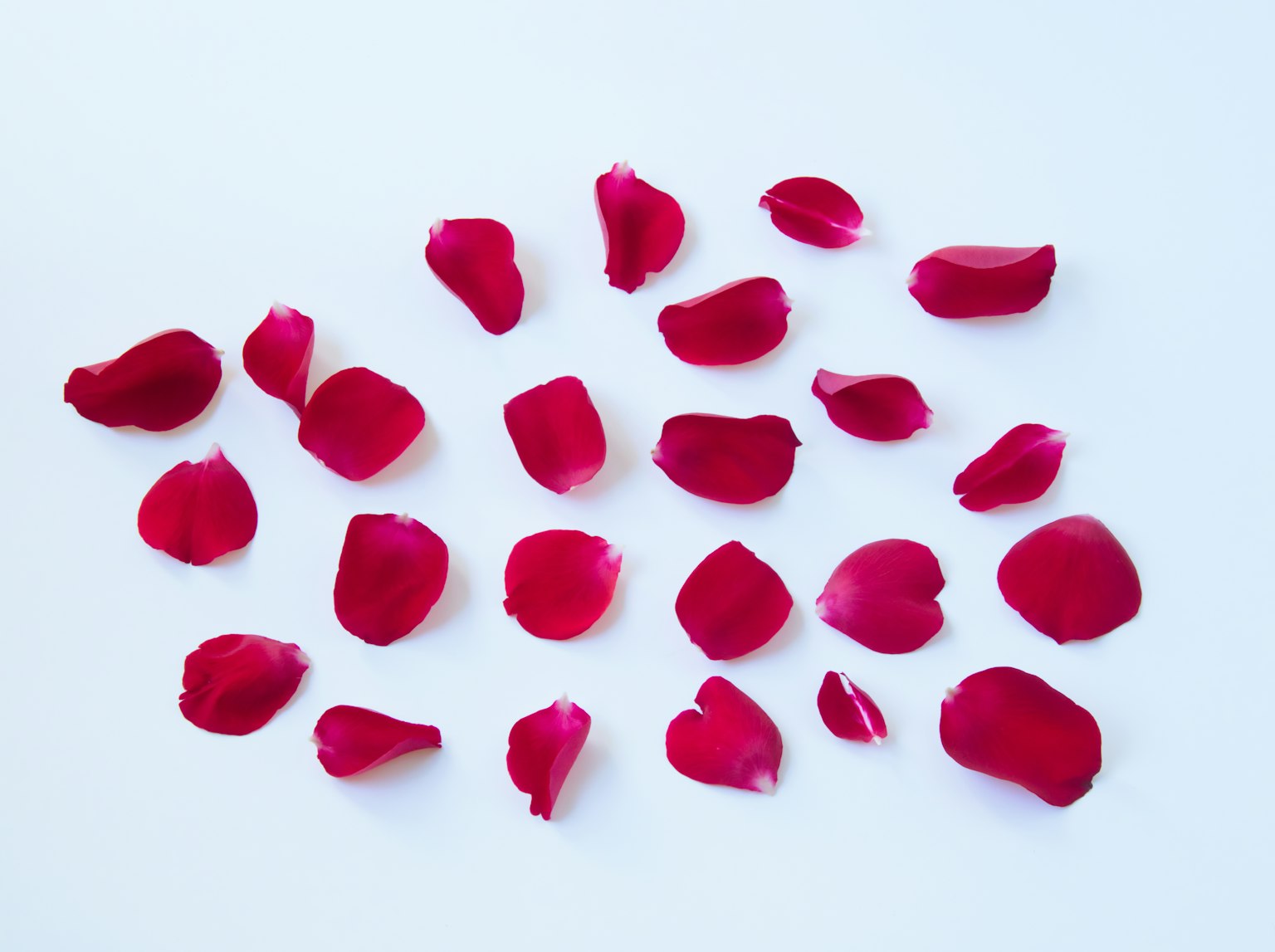 Rote Rosenblätter auf einem weißen Hintergrund verstreut