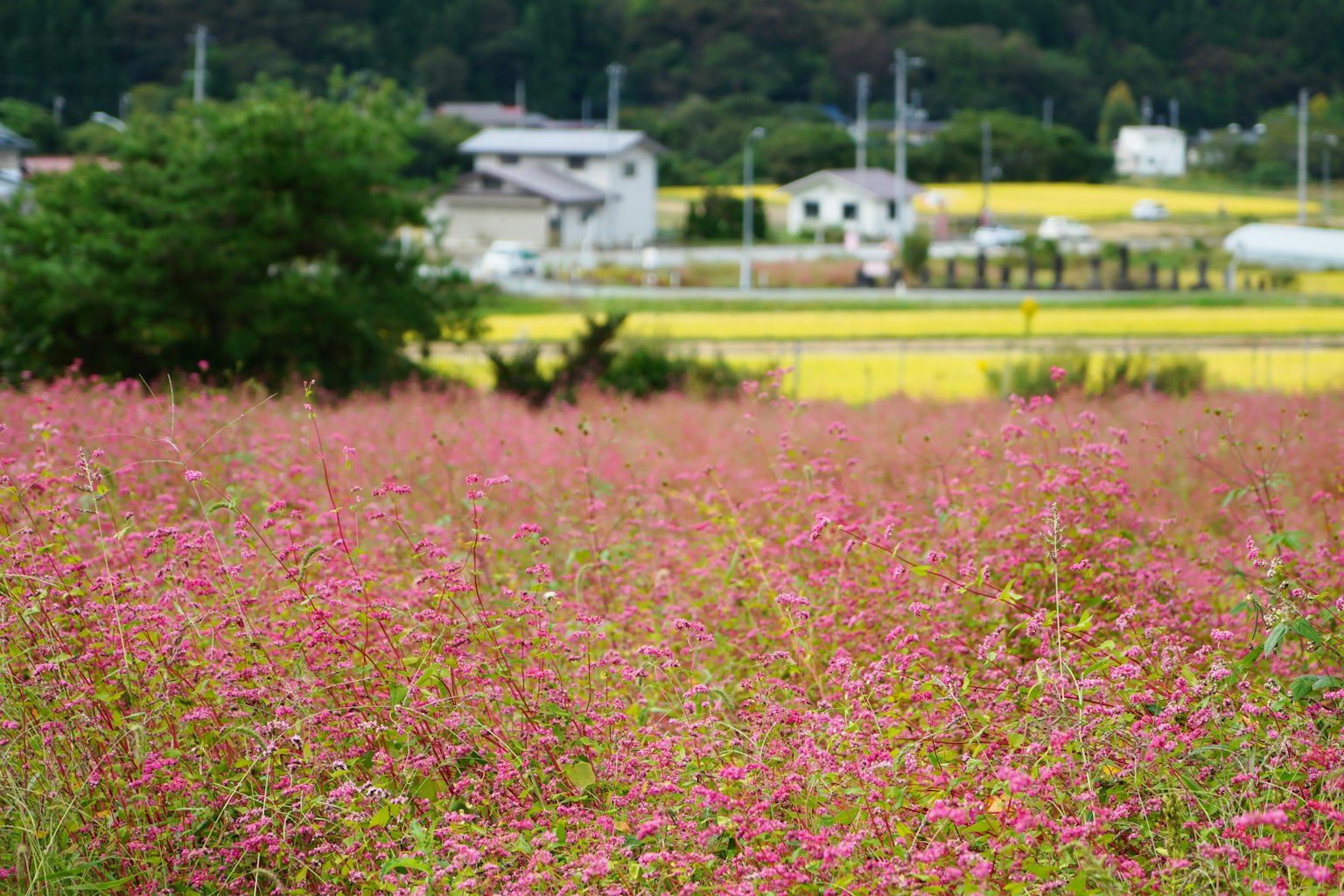 Expansive field of pink flowers with houses and rice fields in the background