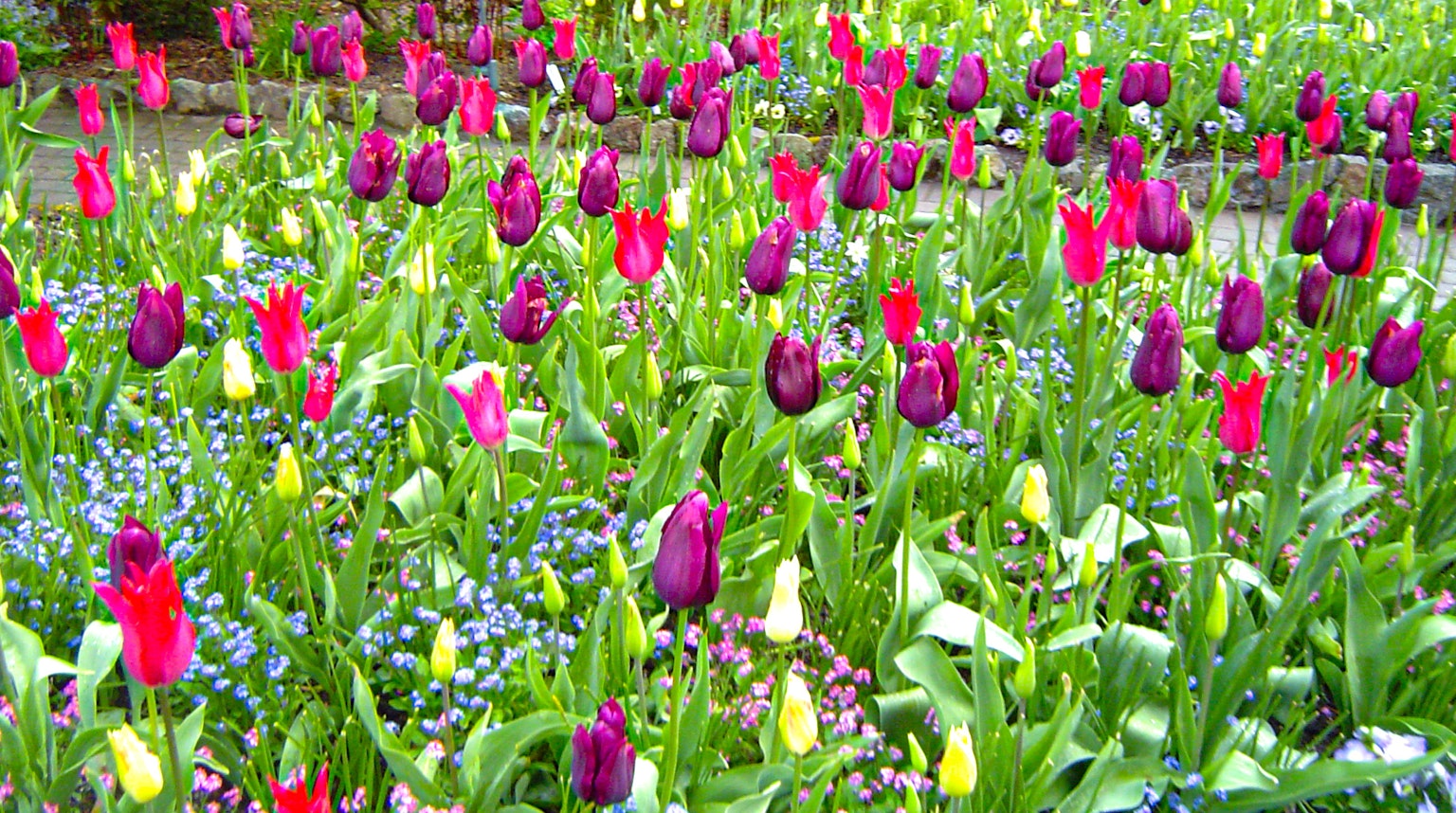 Colorful tulips blooming in a garden scene
