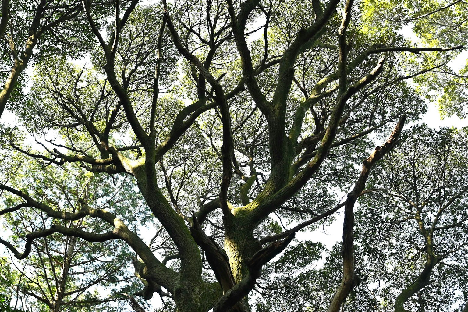 Vista hacia arriba de un árbol con ramas extendidas y hojas verdes