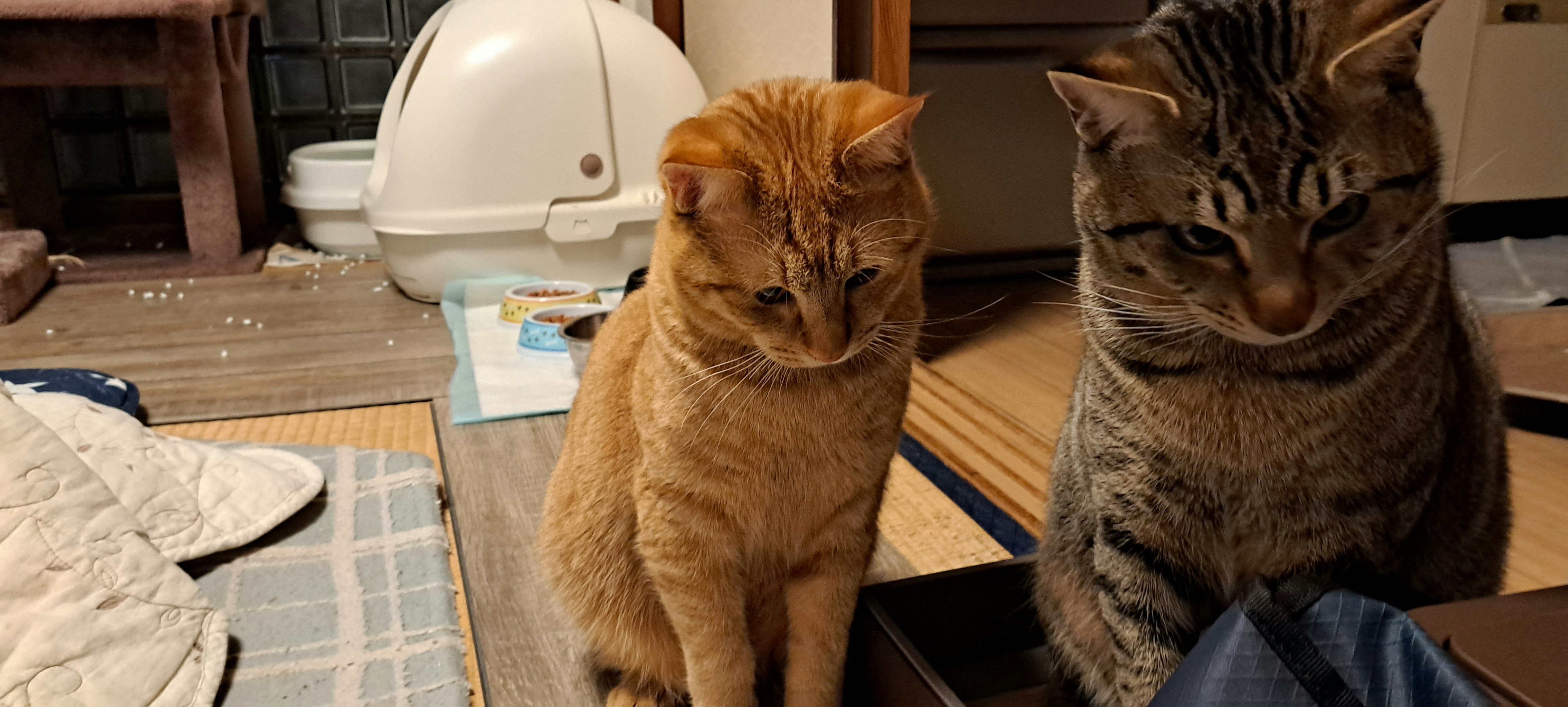 ソファの前で寄り添う2匹の猫