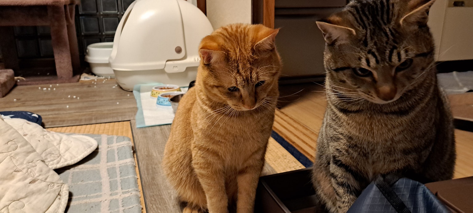 Two cats sitting in a traditional Japanese room