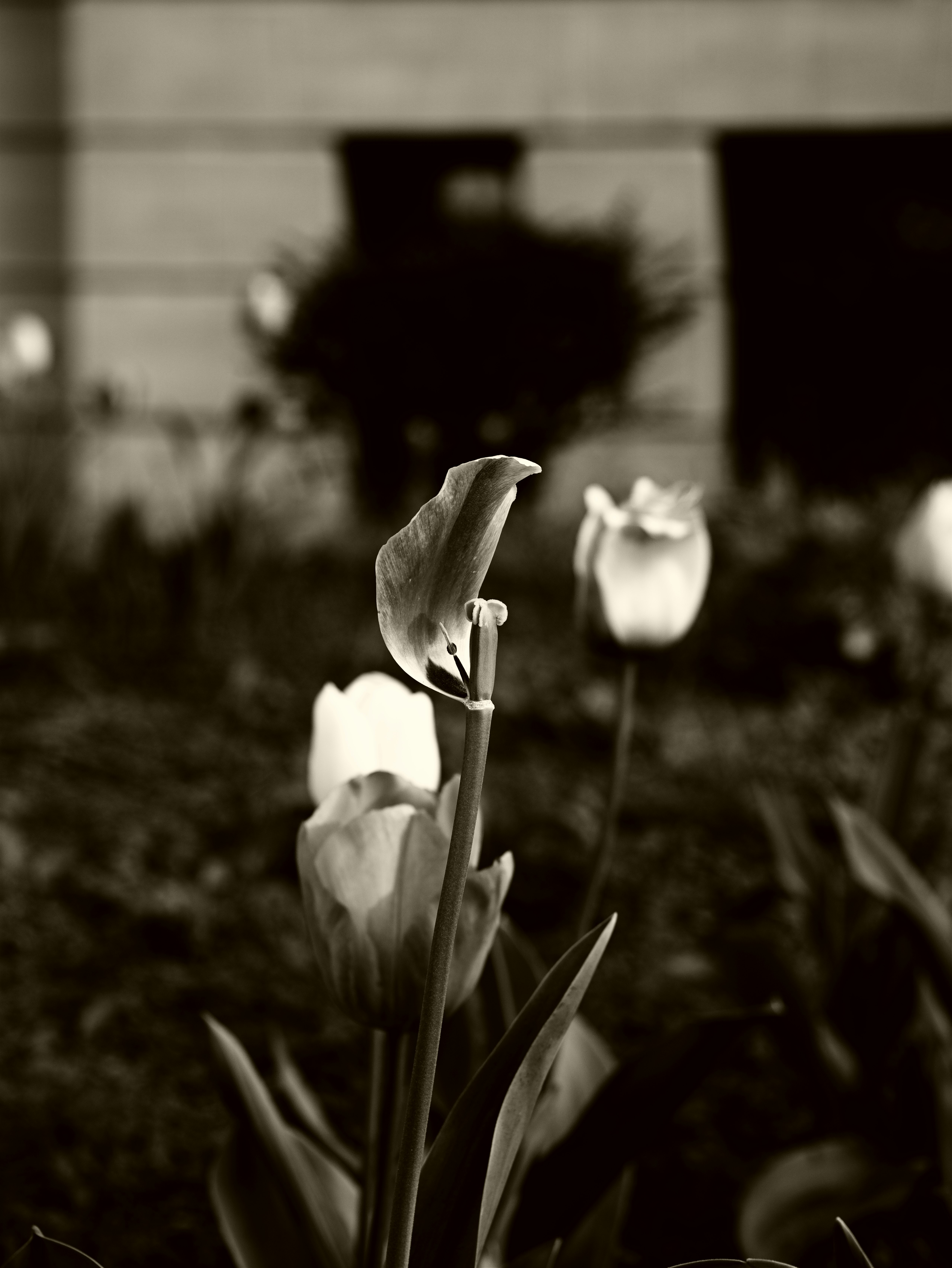 A quiet everyday moment with flowers and plants during a walk