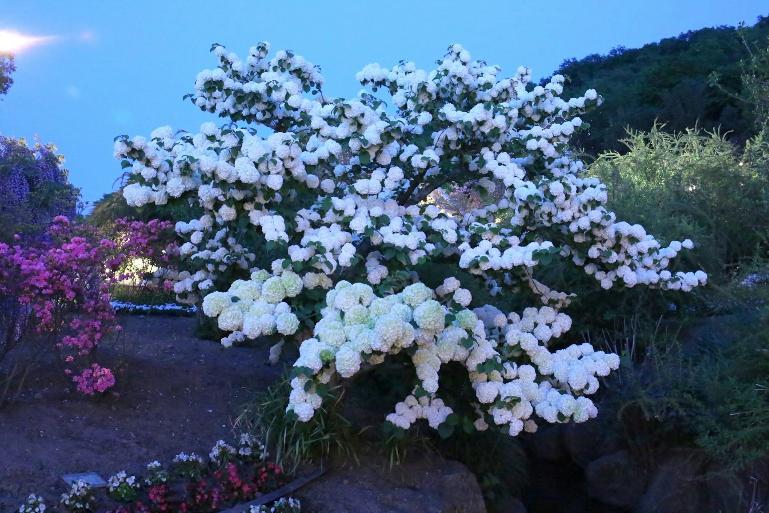 夜空下盛开的白玫瑰灌木及附近的彩色花朵