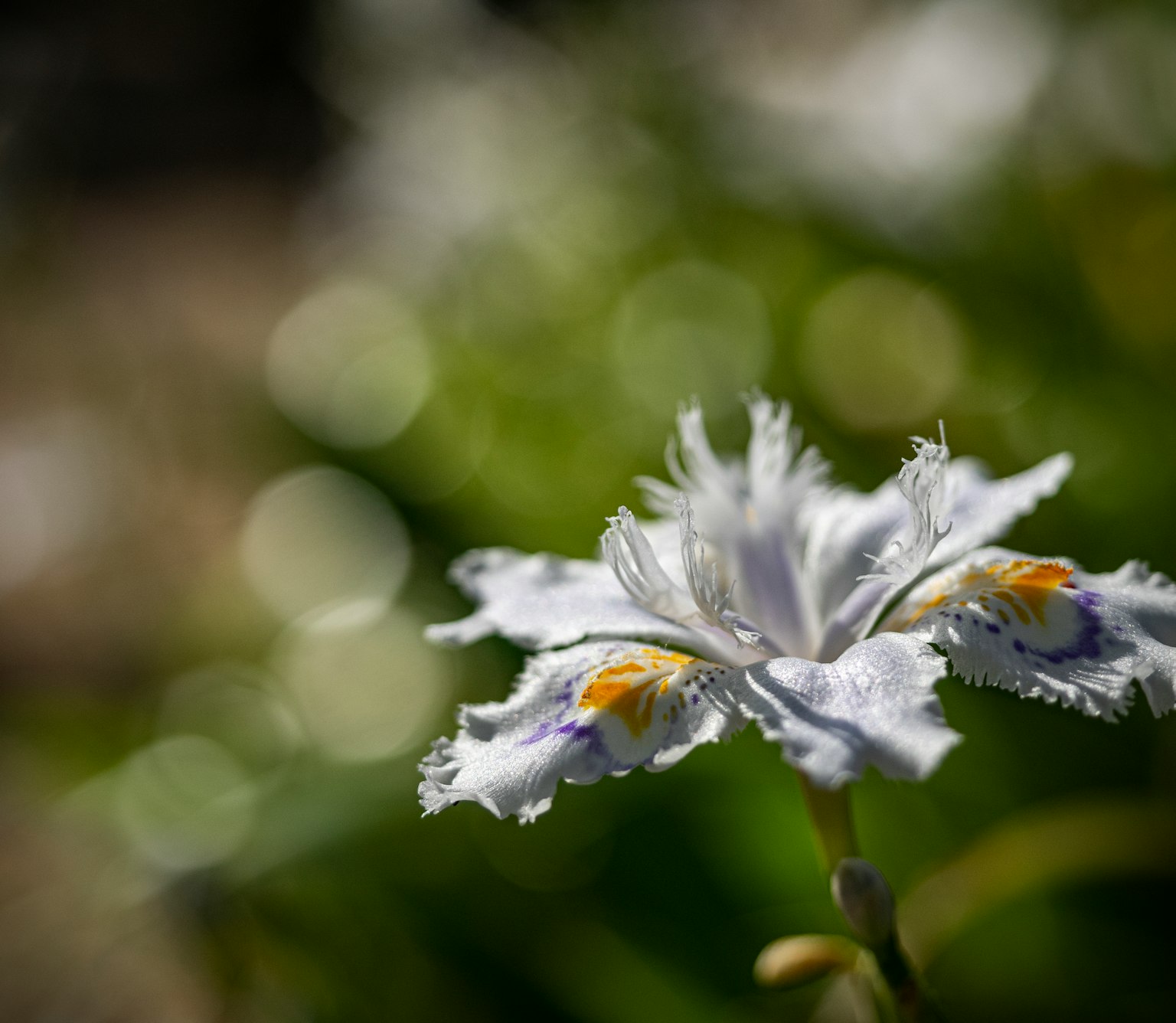Close-up of a white flower with intricate petals against a green background with bokeh effect