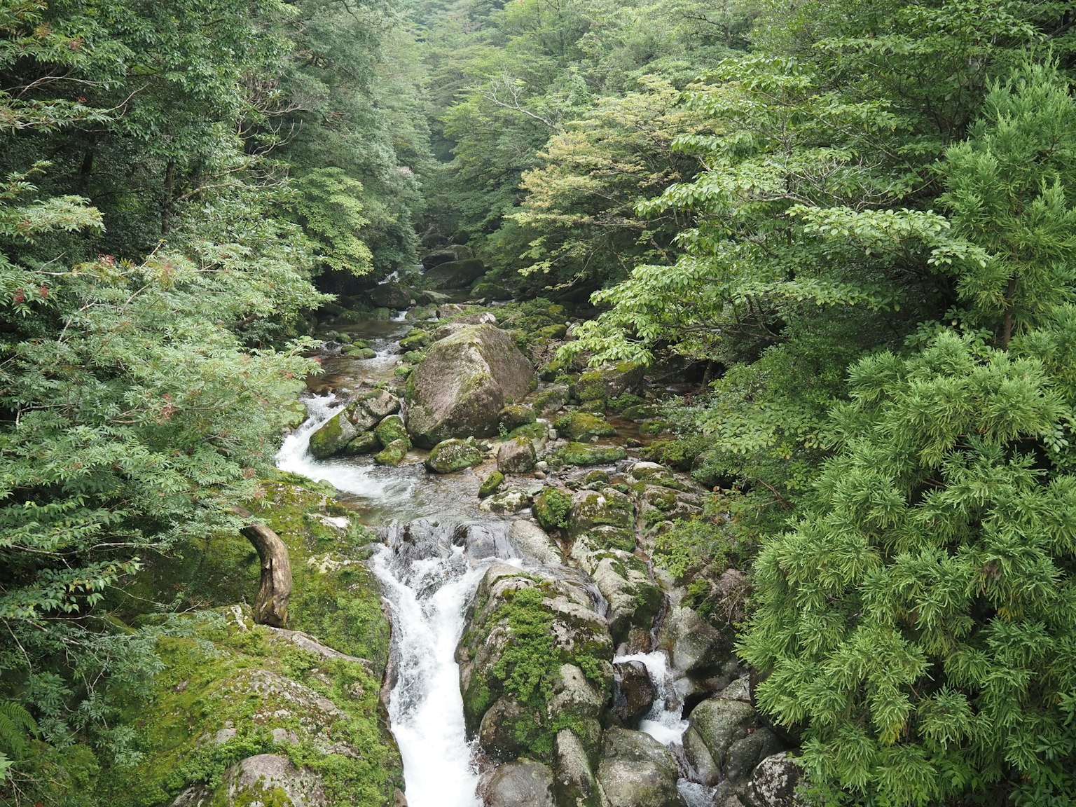 View of a flowing river surrounded by lush green forest