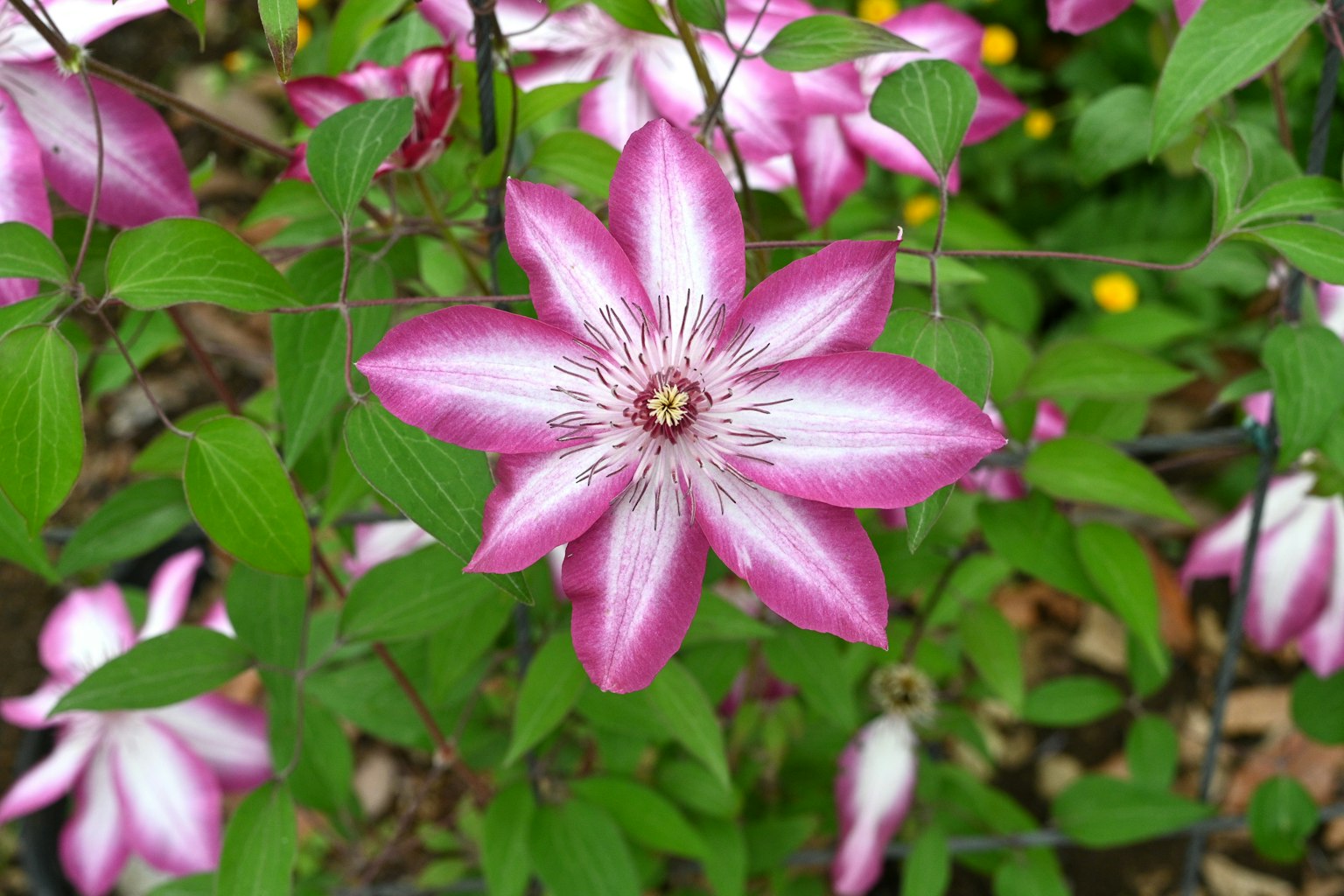 Una flor de clemátide rosa y blanca rodeada de hojas verdes