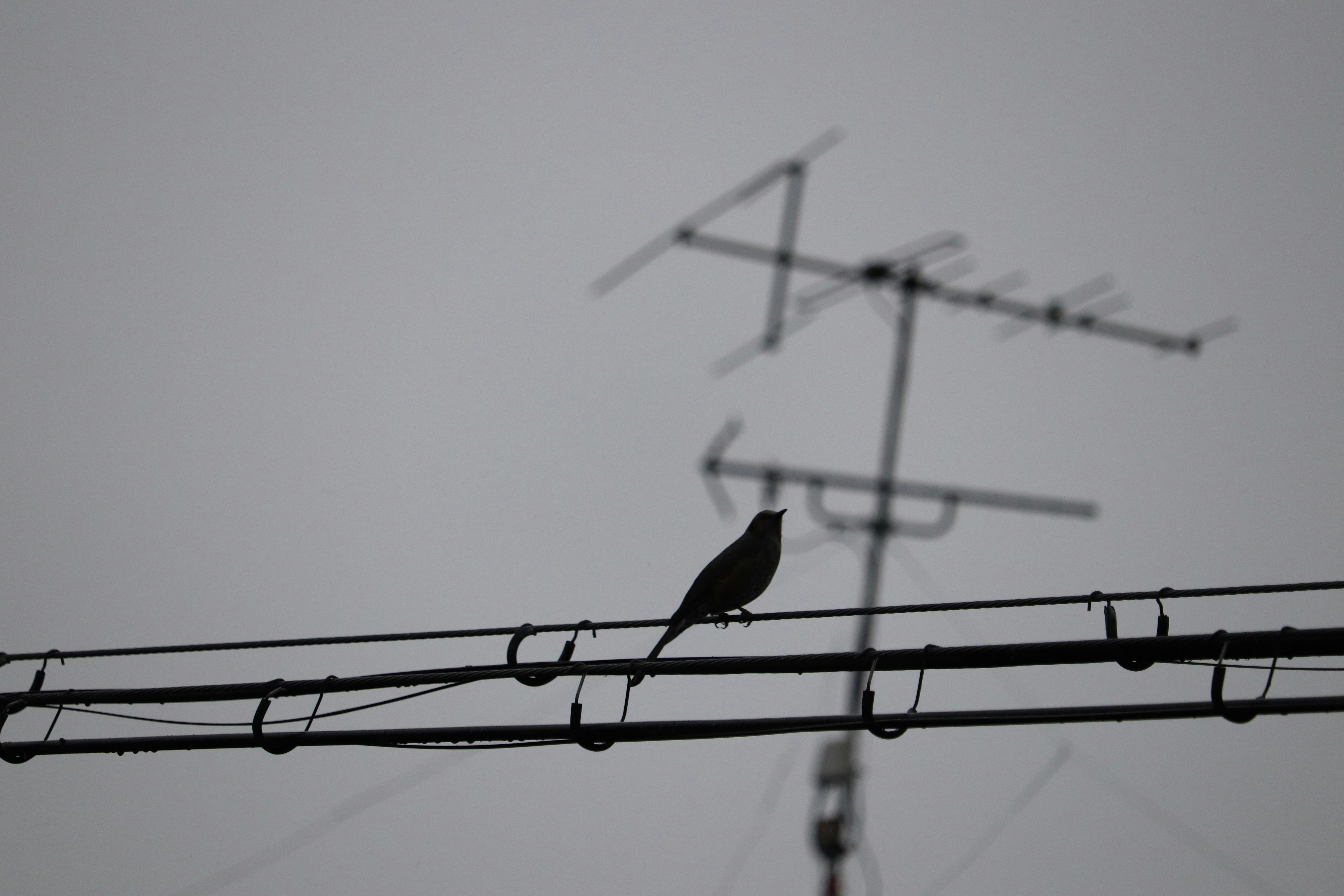曇天の空を背景に電線に止まる鳥