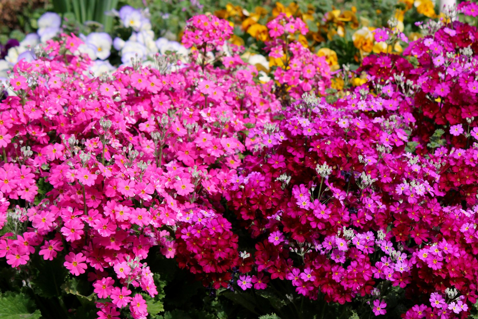Scena di giardino vibrante con gruppi di fiori rosa con tocchi di viola e arancione