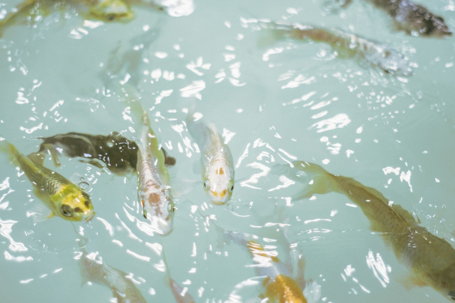 Poissons nageant dans l'eau claire