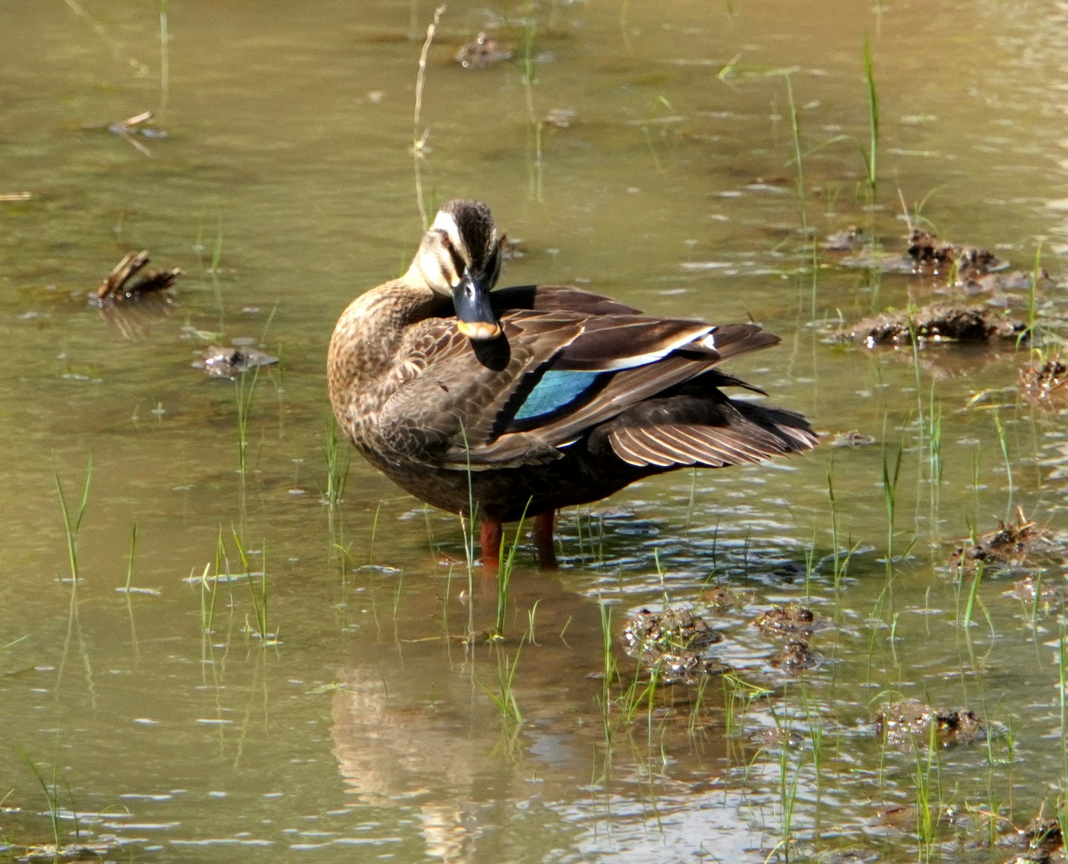 Ente stehend in einem Reisfeld mit blauen Federn