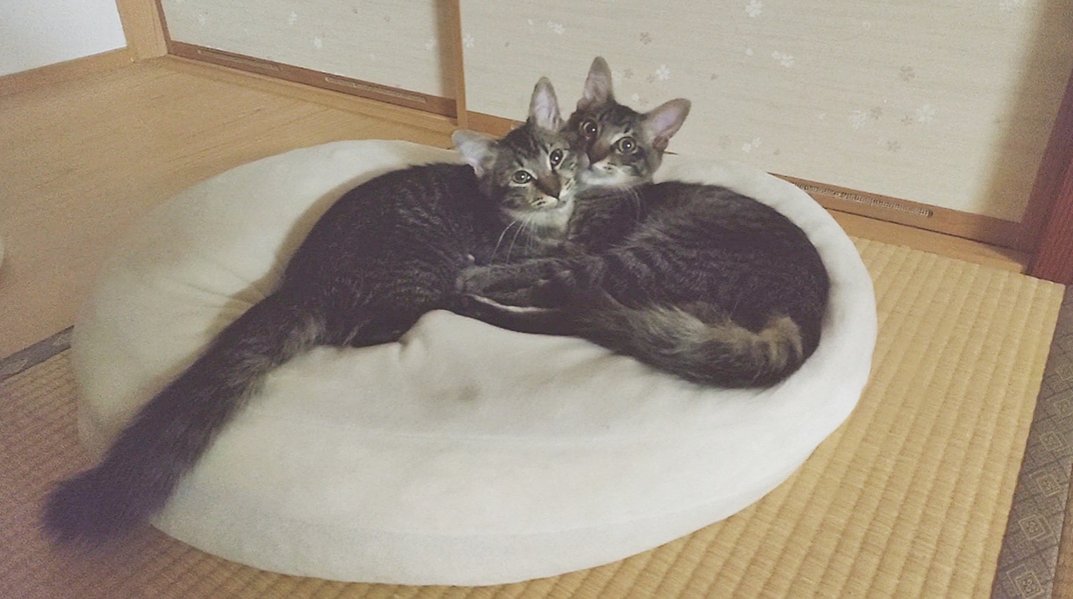 Due gatti accoccolati su un cuscino bianco