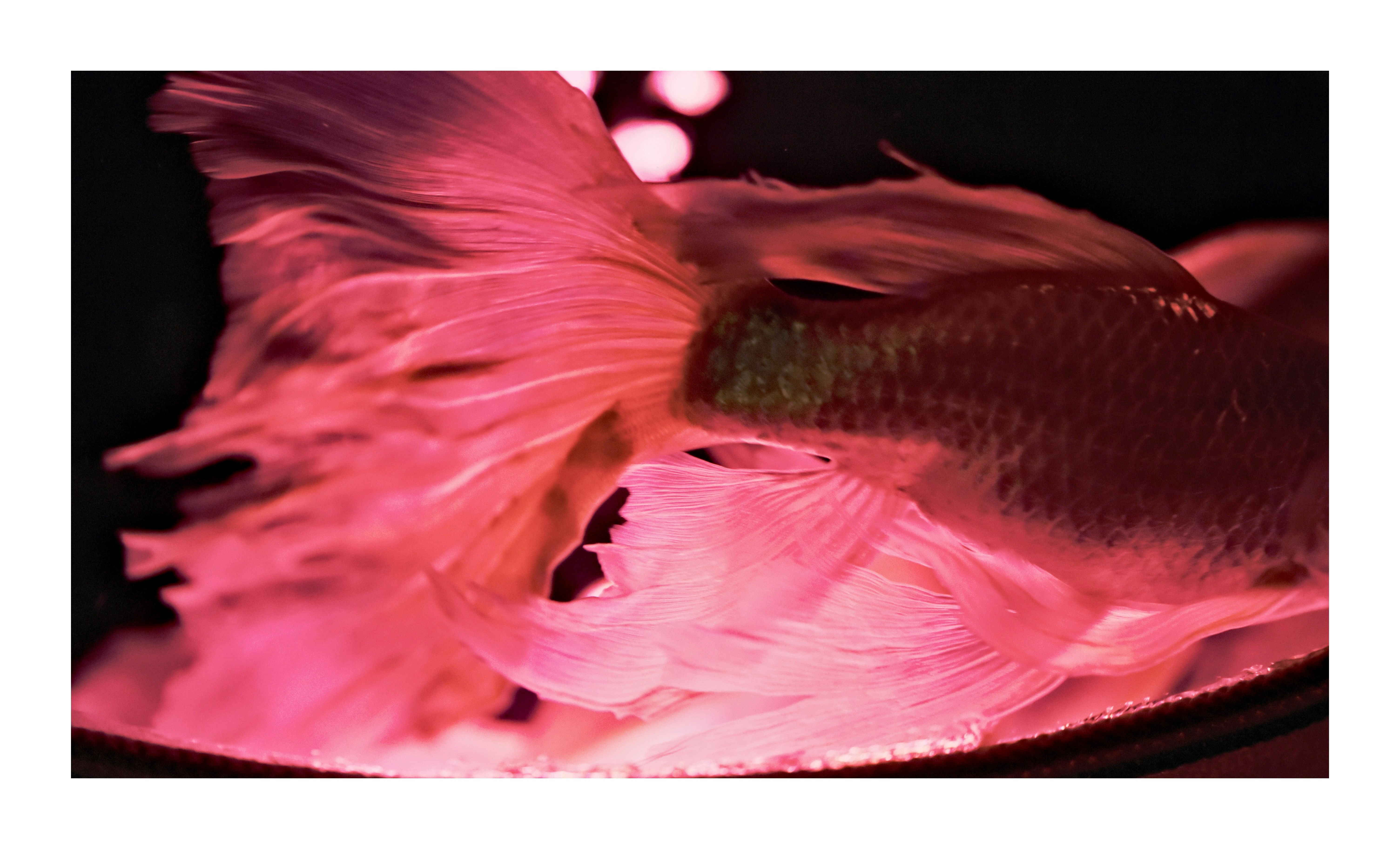 ピンクの照明で照らされた水槽の魚の群れ