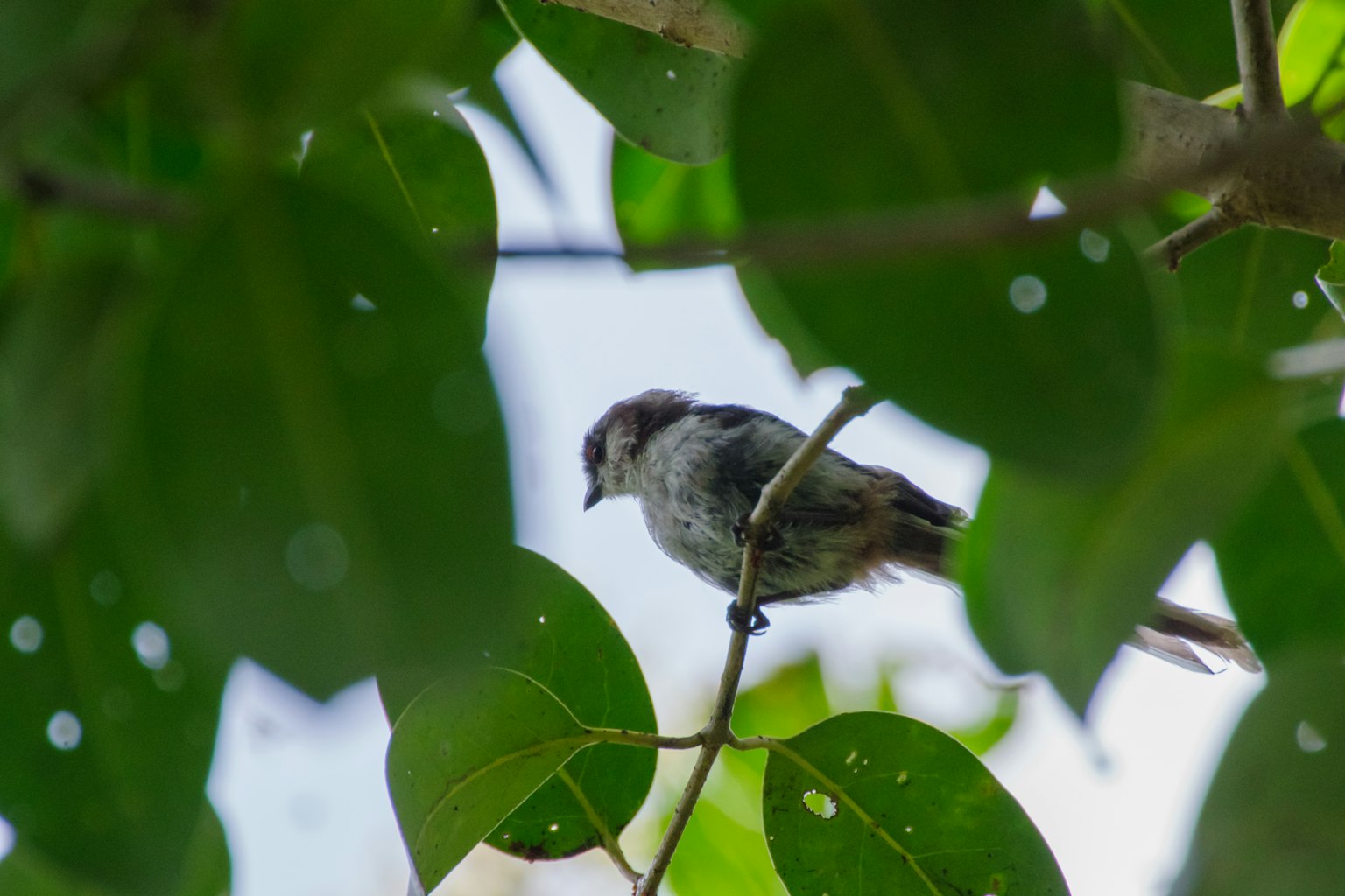 Burung kecil bertengger di antara daun hijau