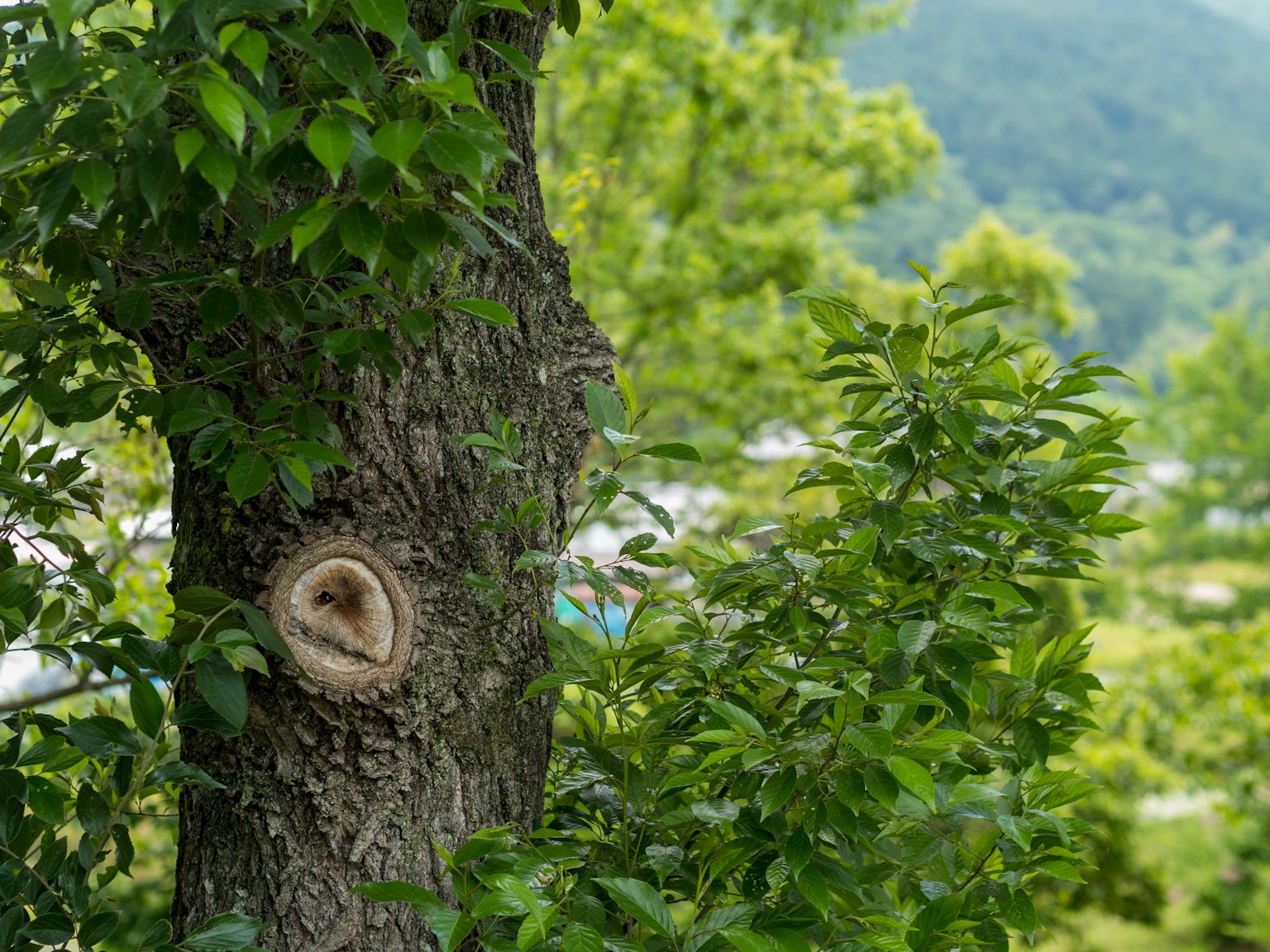 Tronc d'arbre avec des feuilles vertes et un motif circulaire dans l'écorce