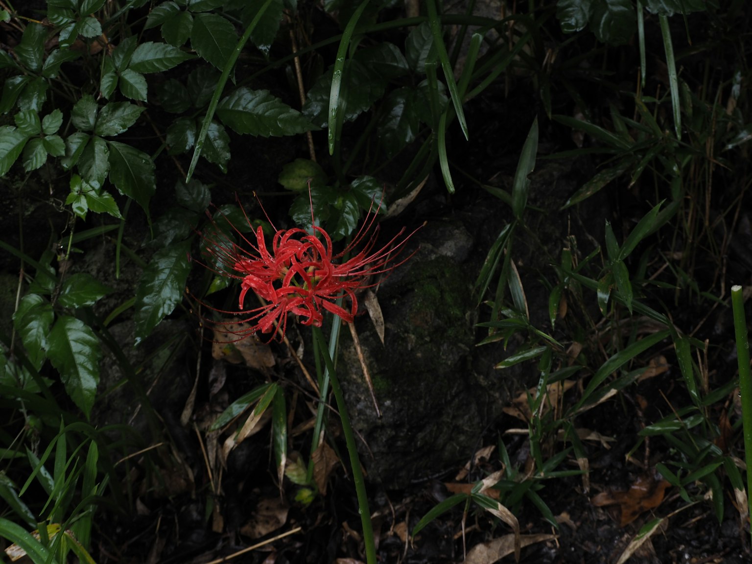 Vibrant red flower blooming in a dark background