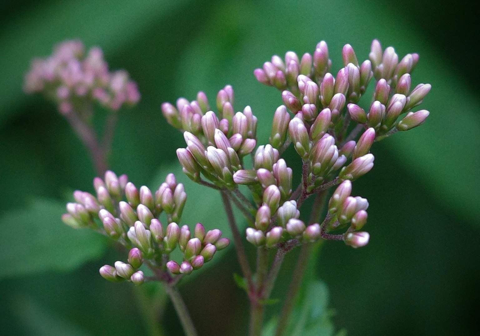 Primo piano di boccioli di fiori rosa pallido raggruppati su sfondo verde