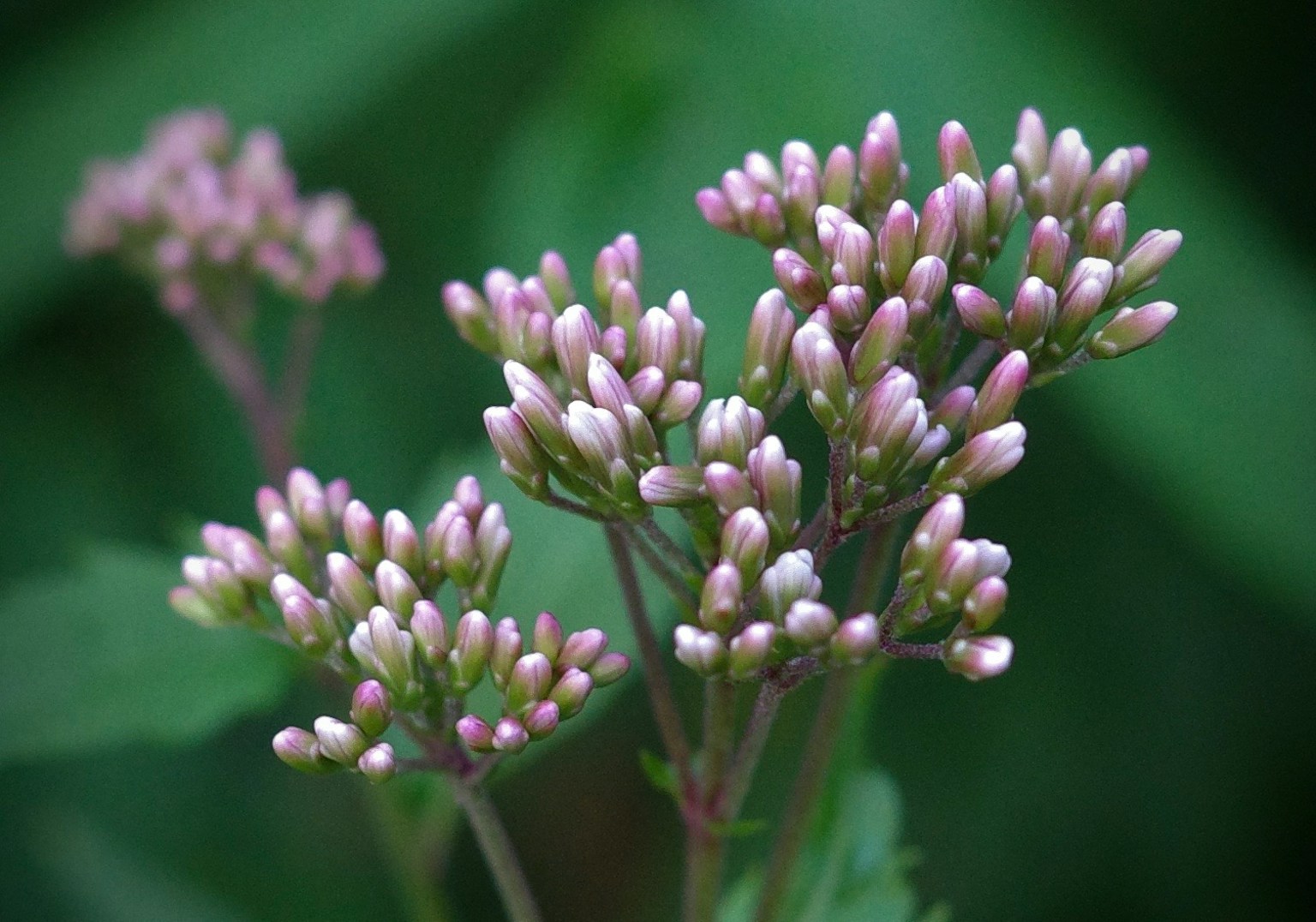 Close-up of flower buds in pale pink clustered against a green background