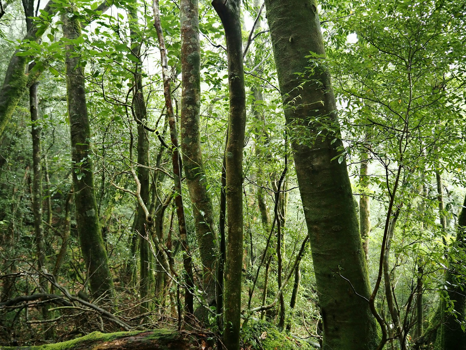 Pemandangan hutan yang rimbun dengan pohon-pohon tinggi dan vegetasi lebat