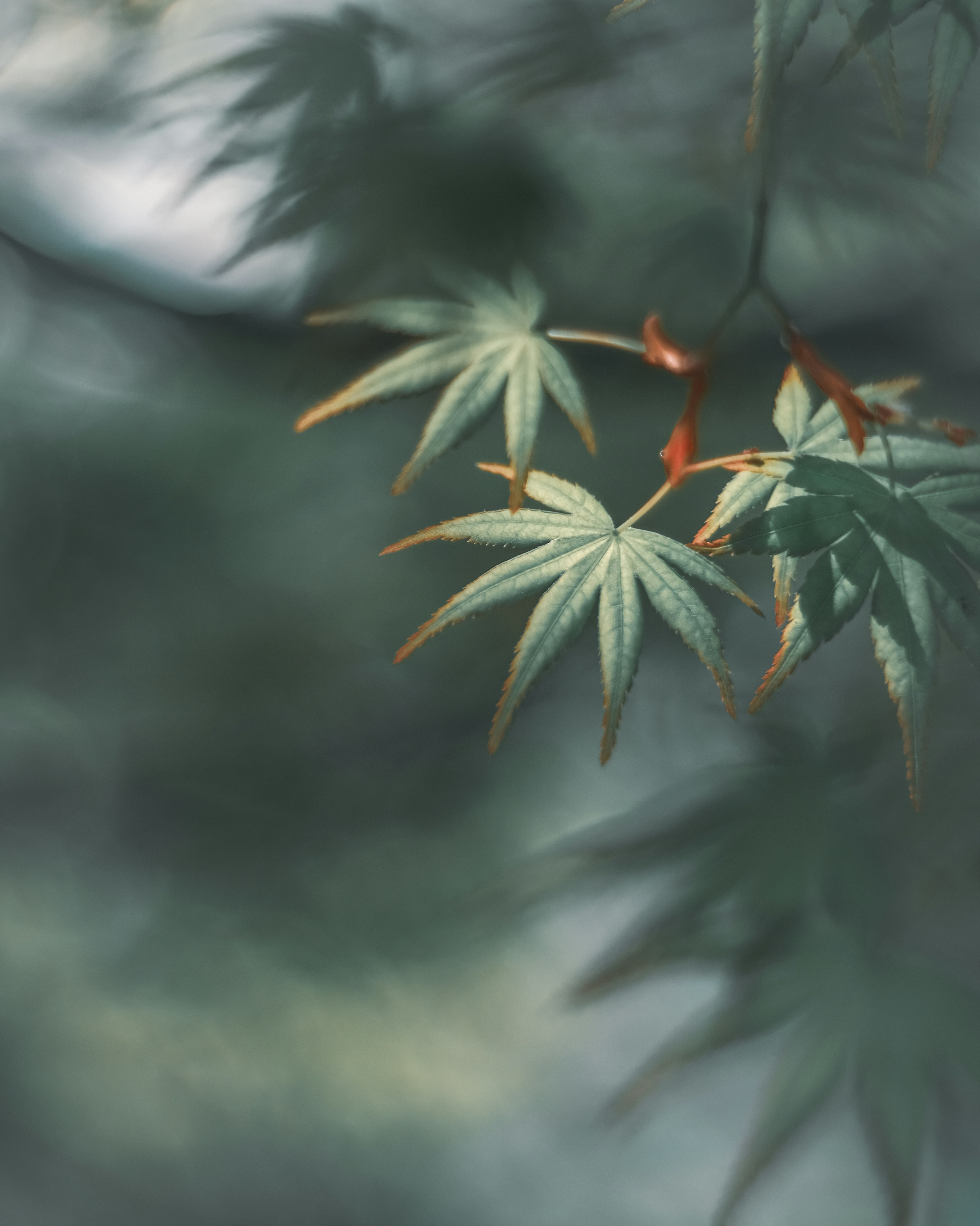 大麻叶片间透出柔和光线