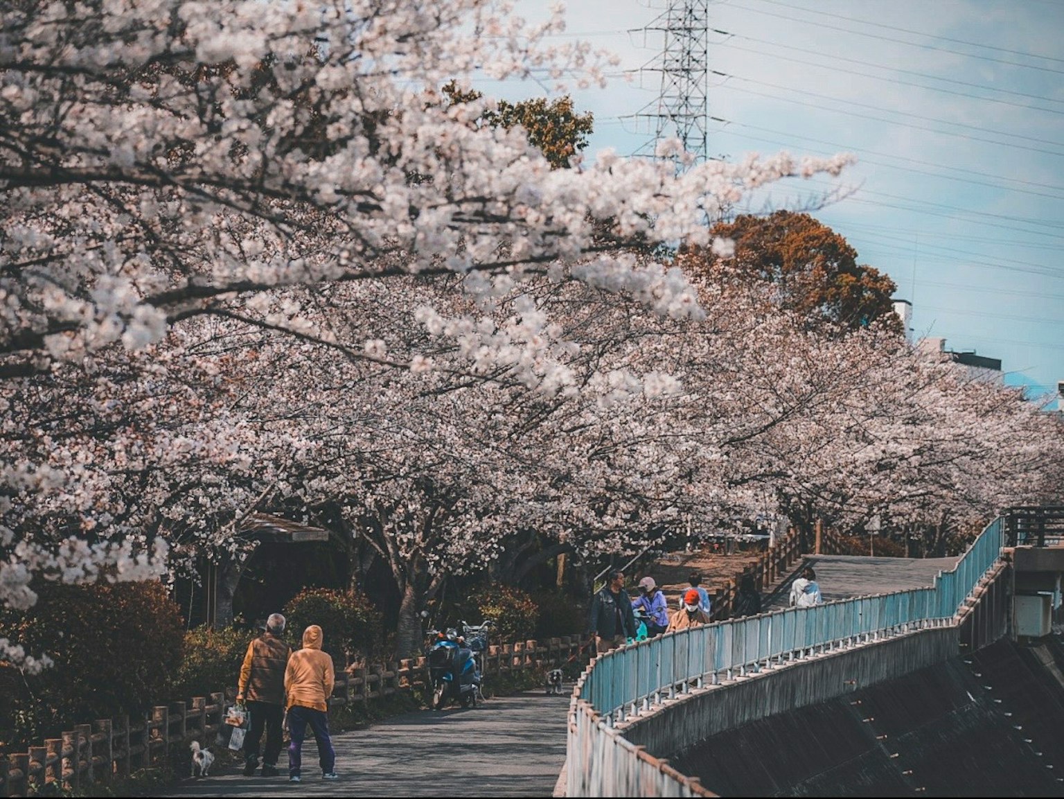 人們在櫻花樹旁的小路上散步