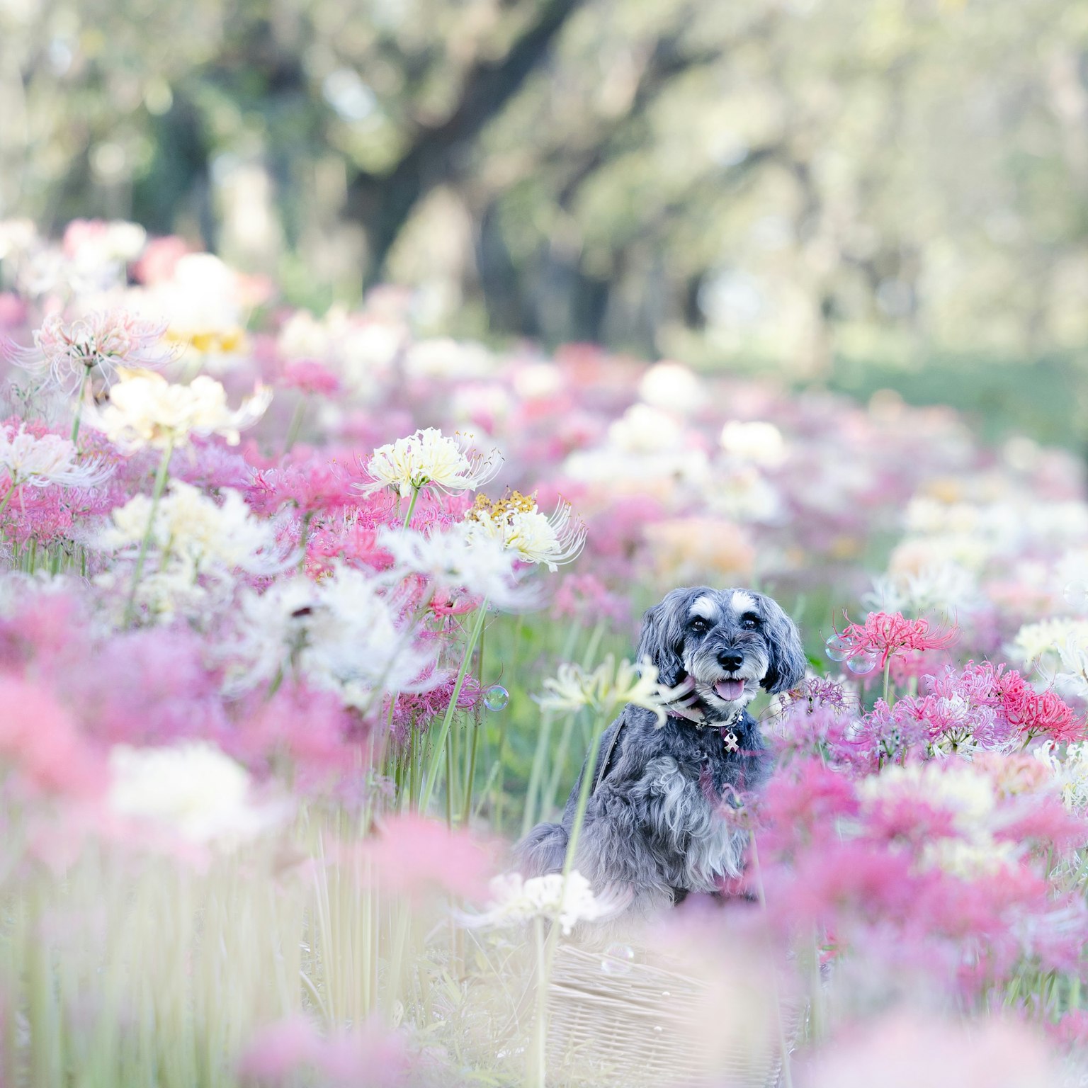 Hund sitzt in einem Feld mit bunten Blumen