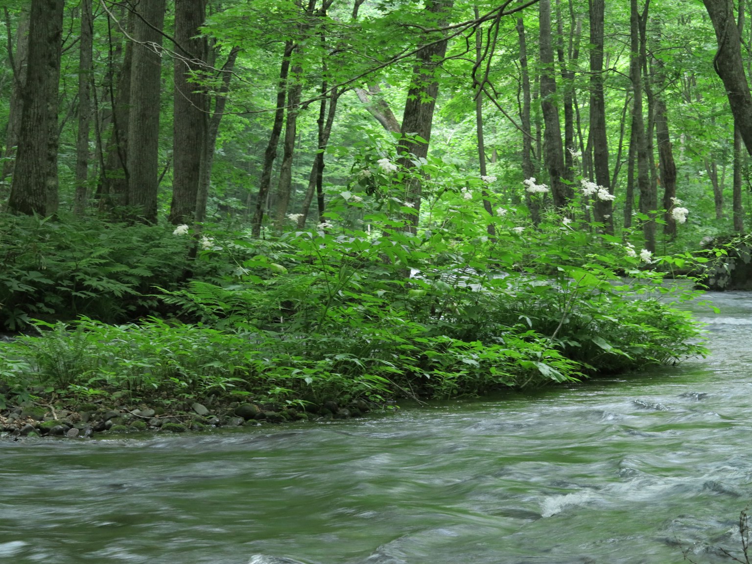A scenic view of a stream flowing through a lush green forest