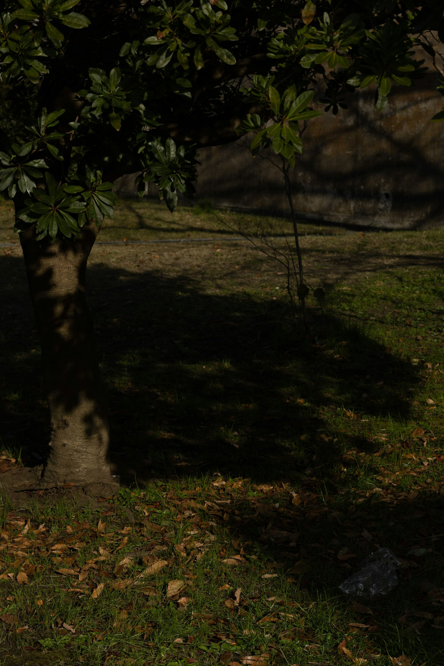Shadow of a tree on green grass with fallen leaves