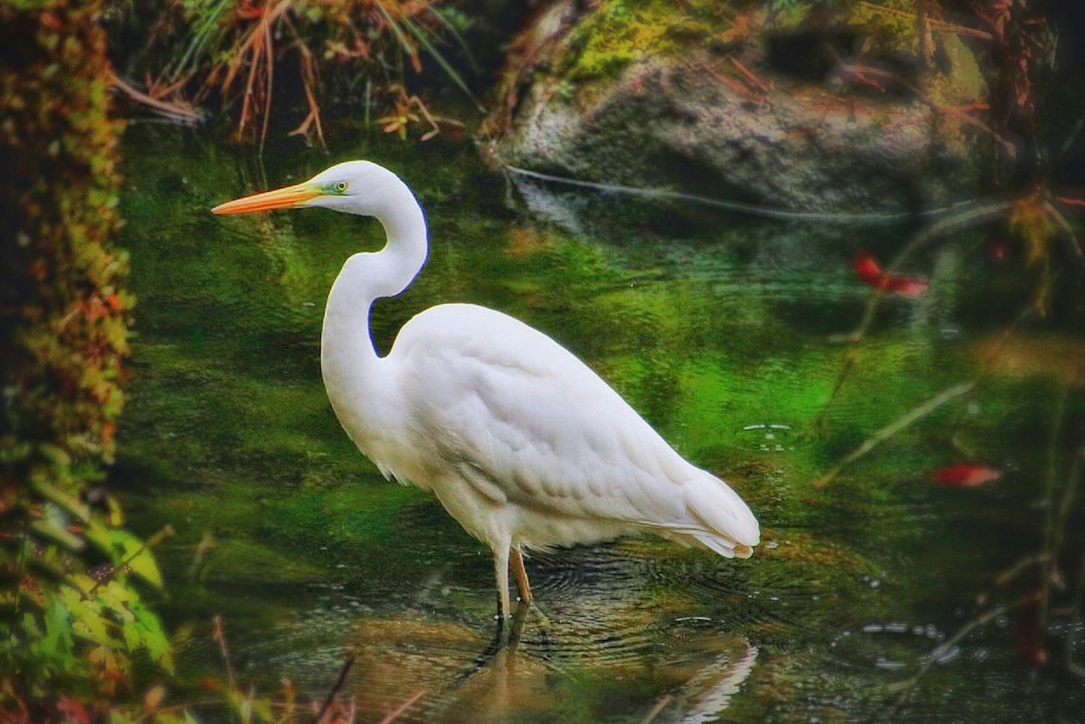 Ein schöner weißer Reiher steht am Wasser mit grünen Reflexionen und natürlichem Hintergrund