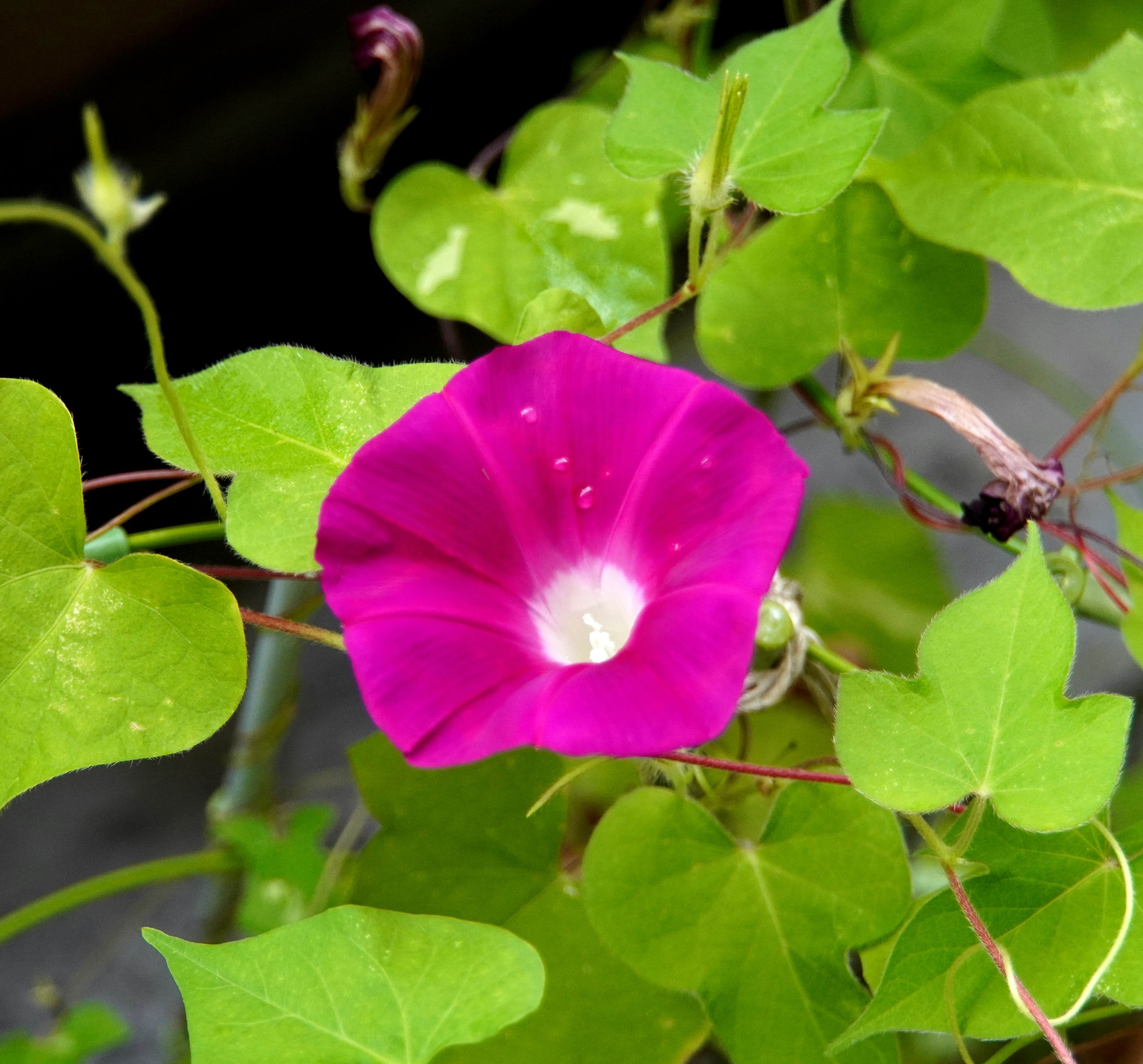 つる性の葉に囲まれた鮮やかな朝顔の花