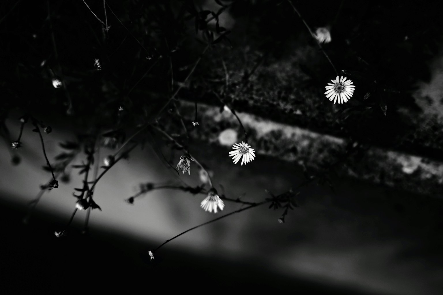 검은색과 흰색 배경에 작은 흰 꽃들이 있는 이미지