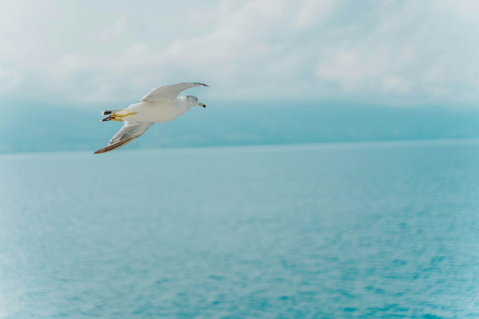 Seagull flying over a blue ocean