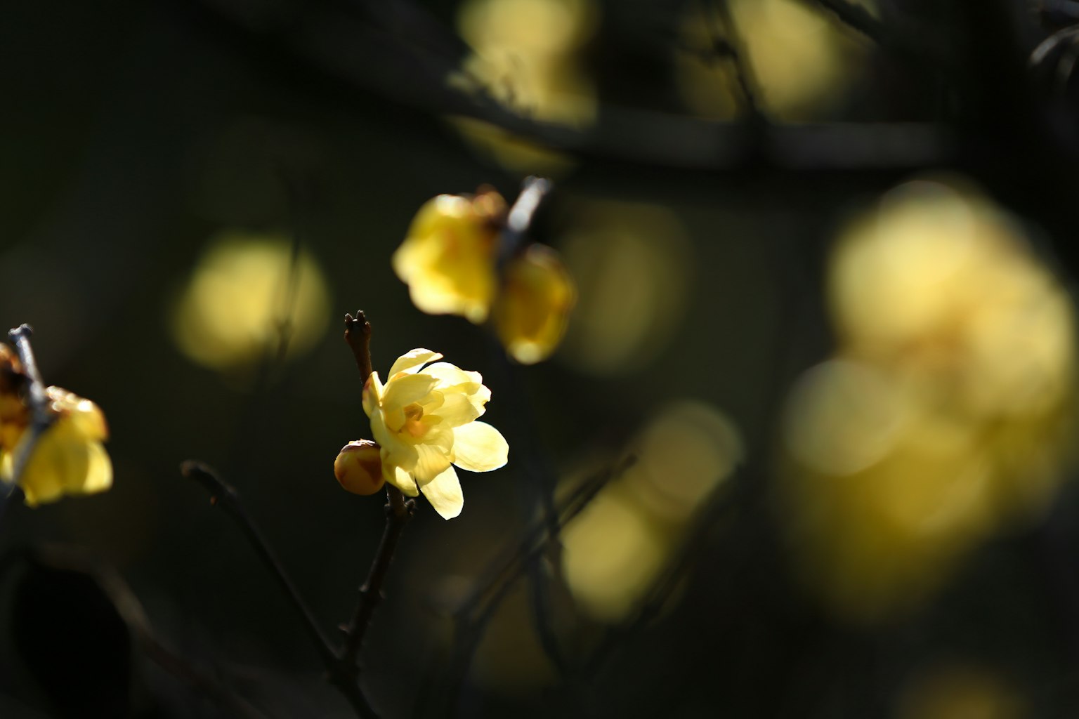 Acercamiento a flores amarillas floreciendo contra un fondo oscuro