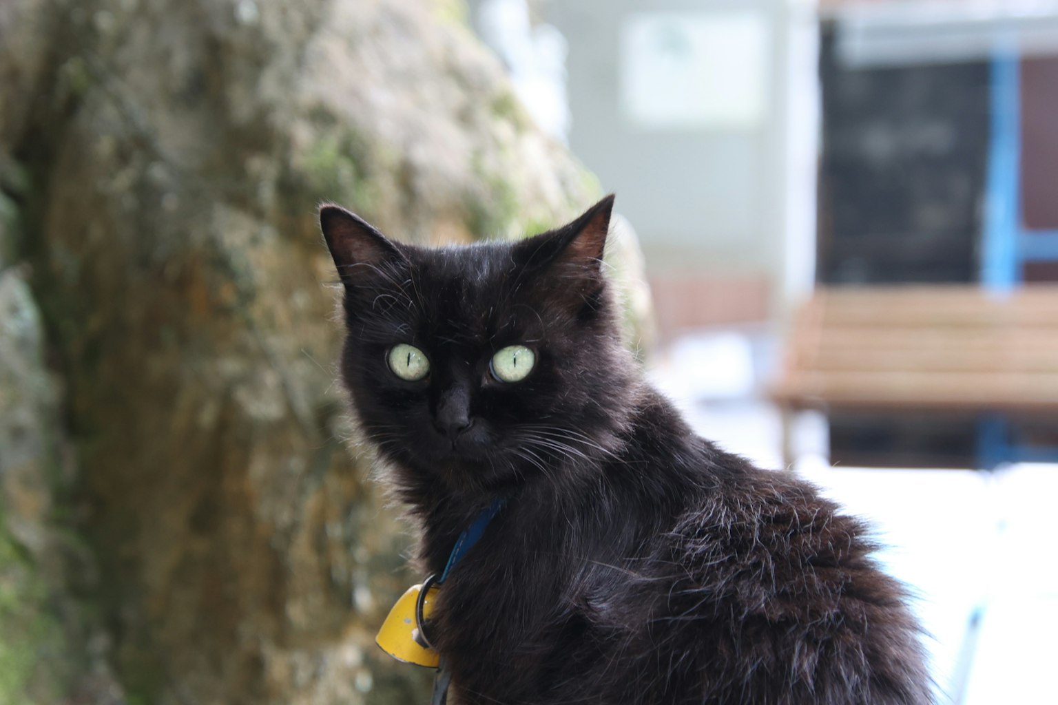 一只黑猫在树旁回头