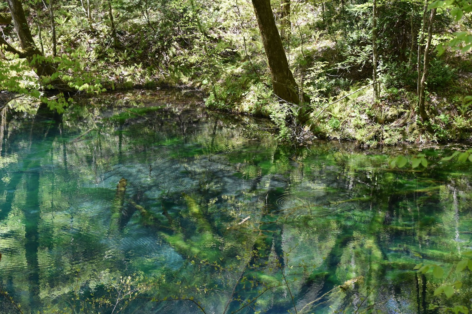 Klares Wasser, das grüne Bäume und natürliche Landschaft widerspiegelt