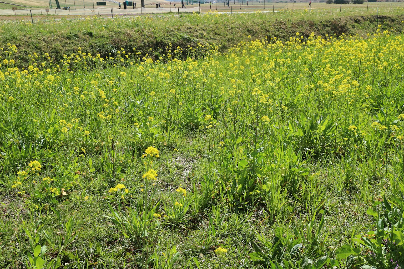 Vibrant green field with blooming yellow flowers