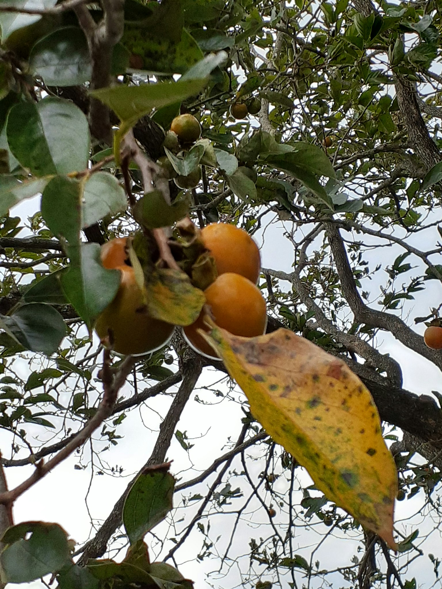 Un ramo con frutti gialli e foglie verdi su un albero