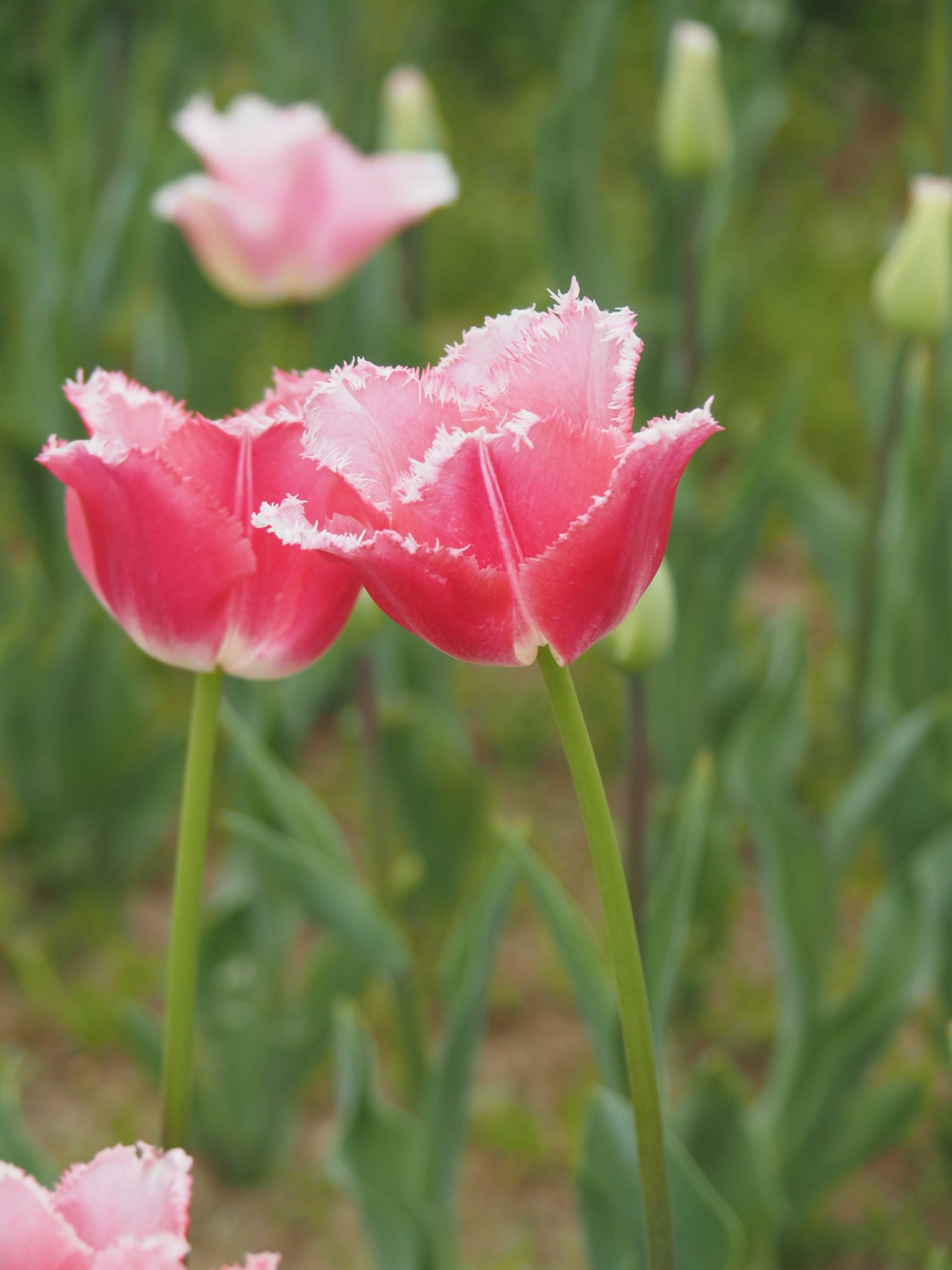 Tulipes roses en fleurs dans un jardin