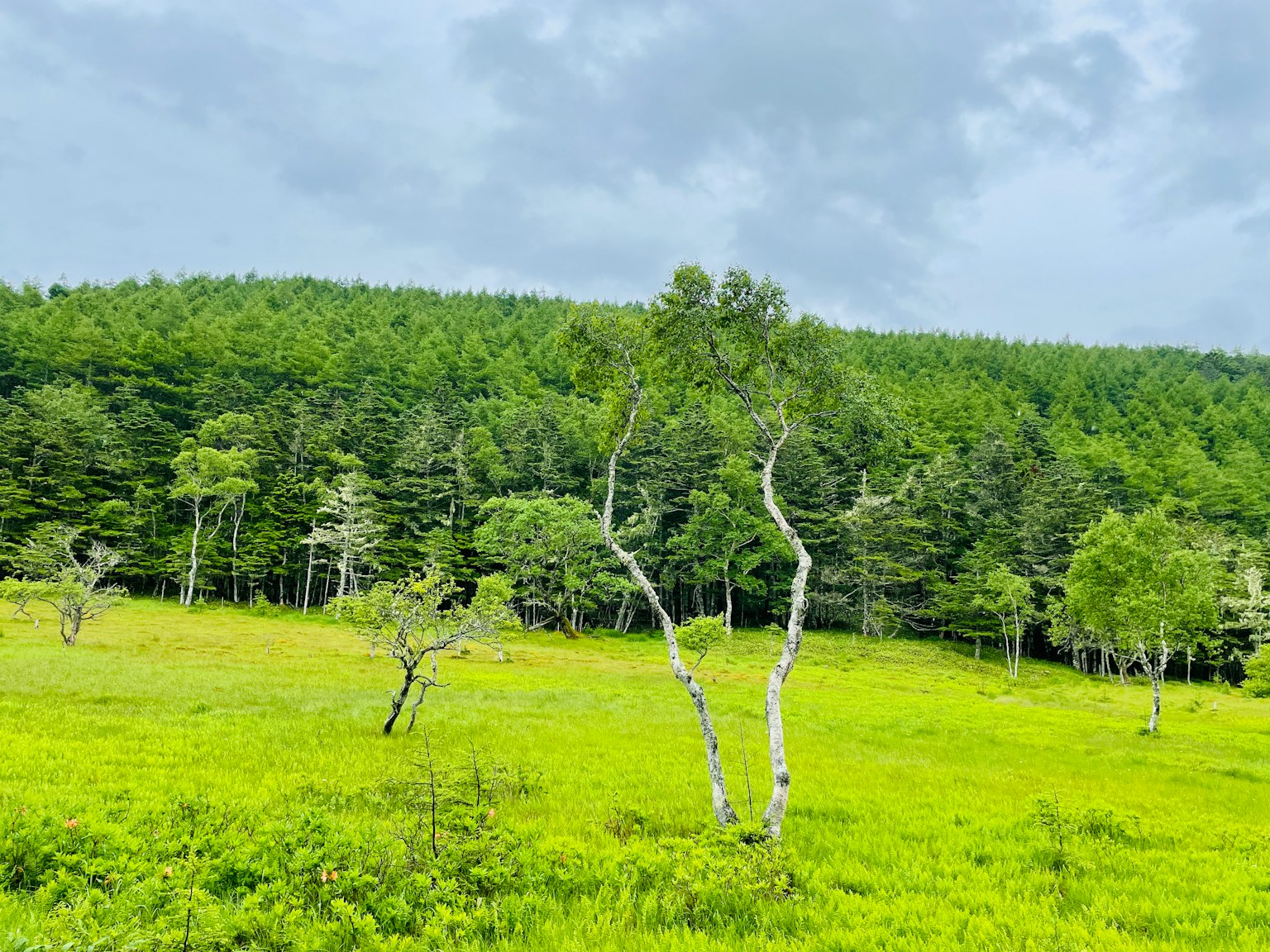 Paesaggio con alberi curvi in un prato verde